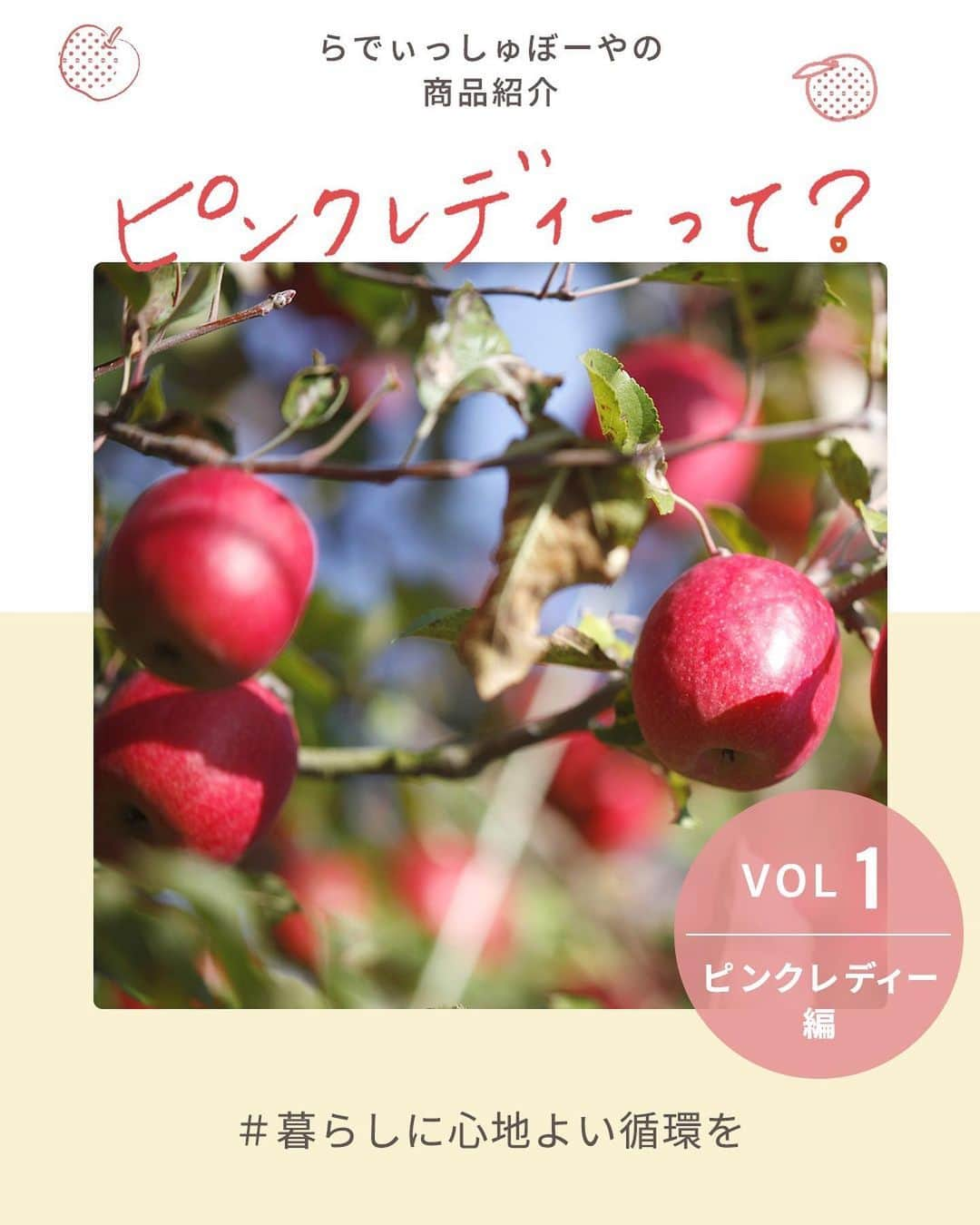 らでぃっしゅぼーやのインスタグラム：「\まぼろし…？🍎/ 日本では限られた生産者さんしか育てられない、幻とも言われるりんご。その名も  「ピンクレディー」  昔懐かしい響きもありますが、実はお菓子作りが大好きなあなたにピッタリのりんごなんです！甘さと酸味のバランスが取れており、シャキッとした心地よい歯ごたえながら加熱しても煮崩れしにくい。コンポートやアップルパイなど、お菓子作りの幅が広がるいいこと尽くしのりんごです🍎 ヨーロッパではその小さく可愛らしい見ためから「丸かじりりんご」とも呼ばれており、もちろんそのまま丸かじり派のあなたにも楽しんでいただけるおすすめの品種です。  そんなピンクレディーりんご、今年は大豊作！ らでぃっしゅぼーやの契約農家のういこファーム・小野健一さんが愛情たっぷりに育てたピンクレディー。予定外の豊作だと行き場がなくなってしまうことも…。見たこともないりんご「ピンクレディー」。この機会にぜひ、美味しく味わって生産者さんを応援してみませんか？気になった方は投稿についているリンクからご購入いただけます。 ※らでぃっしゅぼーやの会員さんでなくても購入いただけます！  #ピンクレディー #ピンクレディーりんご  #りんご  #りんご農家 #らでぃっしゅぼーや #ういこファーム #フードロス #フードロス削減 #農家応援 #豊作支援 #らでぃっしゅぼーやの商品紹介 #暮らしに心地よい循環を」