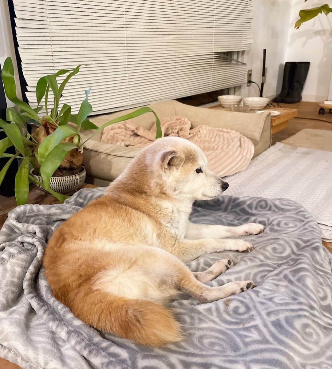 柴犬リリコのインスタグラム：「思いっきり頭頂部の匂い嗅ぎたいなぁ😍」