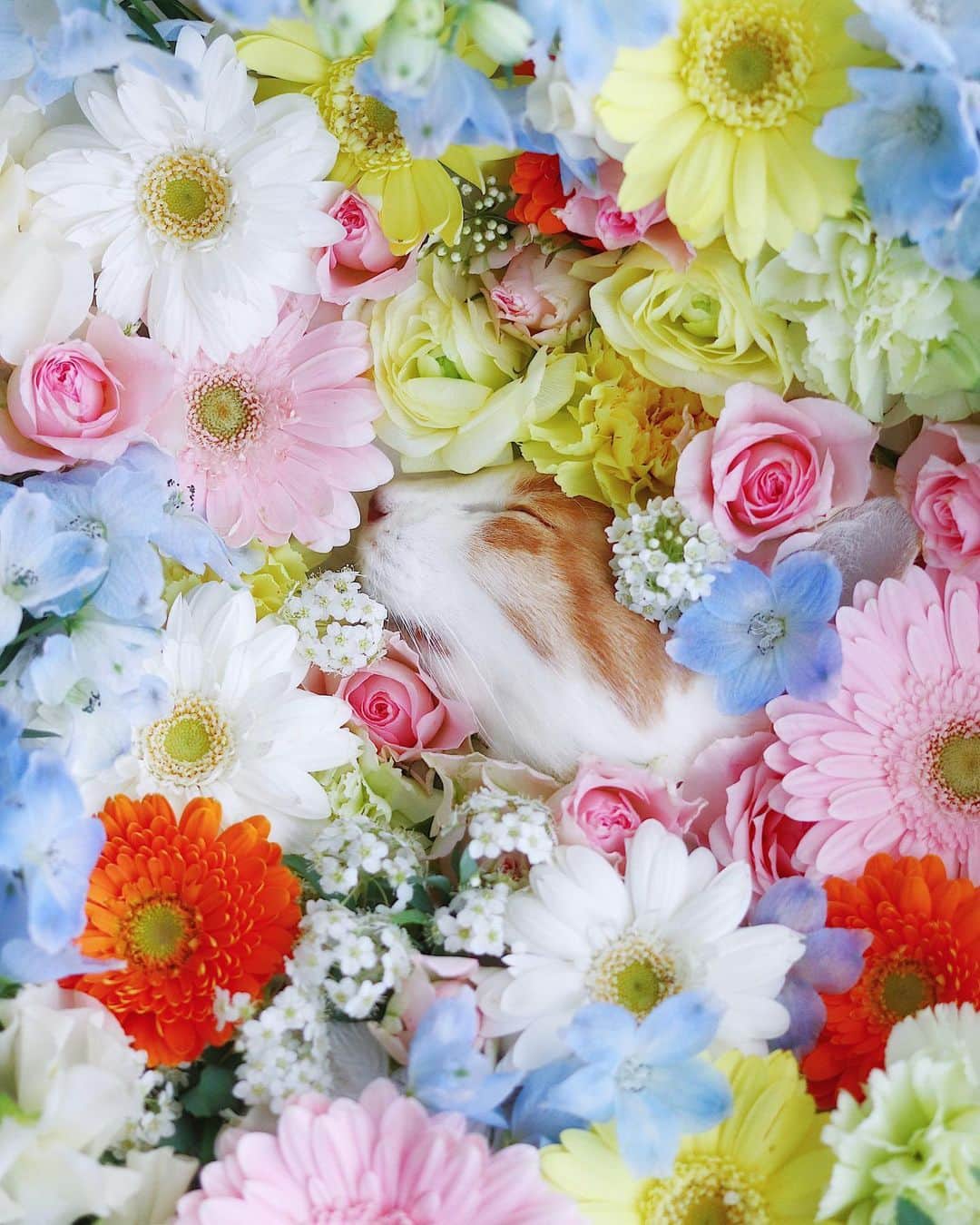 rei_nyanzのインスタグラム：「*✵❥𓃠❀✽*:･ﾟ 　 　 綺麗だよ…✵*:･ﾟ 　 　 　 暖かな春の日に 我が家に来てくれた太陽は 　 春を迎えた夜深く 今度は輝く星になって お空に戻っていきました 　 　 れいちゃんに関わる日は いつもとてもいいお天気で 　 優しくて賢くて穏やかで いつも笑顔にさせてくれる 陽だまりのような存在でした 　 　 心配していたガンの再発はなく 毎月の血液検査の結果も良好で それなのに何故と思いながらも 　 だからこそ辛い闘病生活もなく 最期までふぁふぁでぽっちゃりな 可愛いままの最期を迎えられたのは 幸せなことだったと言い聞かせています 　 あっという間過ぎる旅立ちだったから 正直まだ 受け止めきれていませんが… 　   　 ありがとうね… 　 ずっとず〜っと 永遠に愛しているからね ♡*:･ﾟ 　 【2023.2.5】笑顔の日の 【0:22】にゃんにゃん分 𓃠我が家の太陽が星になった日 　 　 【2023.2.7 正午】✧*:･ﾟ 長きに渡り、 我が家のれいちゃんを、 見守りいただいた皆様には、 心より深く御礼申し上げます。 本当にありがとうございました。 ヾ(*´ω`*)ﾉﾞ♡ ( ´͈ ◡ `͈ )」