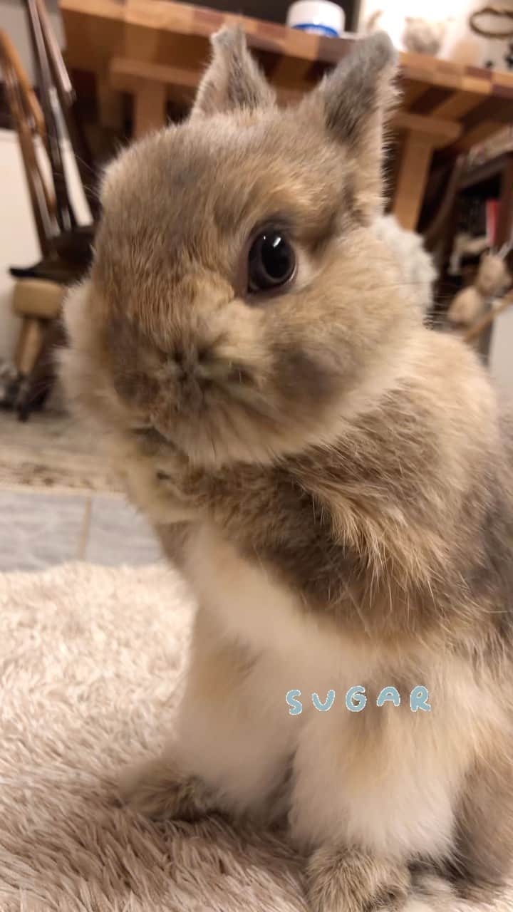 yun.ゆんのインスタグラム：「sugar.🫧 くしくしくし〜♡ お顔を洗って おやすみなさい。😴 . . 数日後、9ヶ月を迎えるシュガー。 背中の換毛がすごくてスカートみたいになってきました。笑  ケージの掃除はぶー‼️と怒って向かってくる事はあるけど、想定内。😂 基本的には甘えん坊。 ソファに座ってても飛び乗ってくる。 ダイニングの椅子に座ってても、膝に飛び乗ってくる。 でもめちゃくちゃ危ない事はしない。 . レモンも若い時はすごかったんだけど レモンよりは慎重派みたいで無理はしないみたいです。😘  . . ♪ ♪ ♪  #うさぎ#ウサギ#ネザーランドドワーフ#ZIP写真部#ふわもこ部#多頭飼い#くしくし  #rabbits#rabbitsofinstagram #rabbitstagram #petstagram #instapet#cutepetclub #instarabbit  #bunnylove #lapin #pecotv #WeeklyFluff #netherlanddwarf #ルピナスラビトリー #lupinus_rabbitry #シュガーくん」