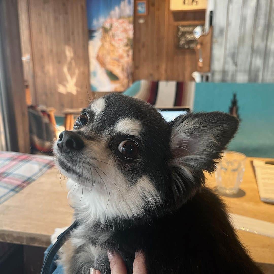 広瀬未花のインスタグラム：「呼んだ？？  🐶」