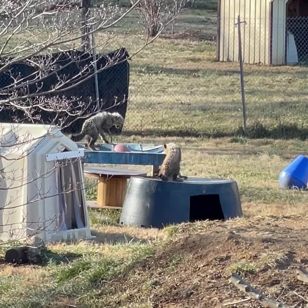 スミソニアン国立動物園のインスタグラム