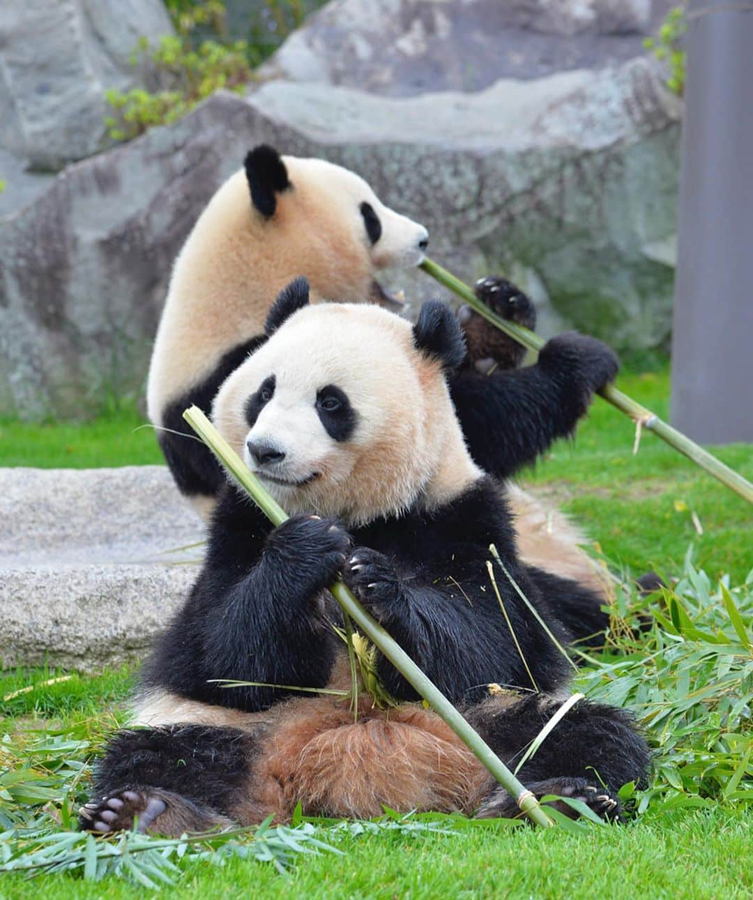 パンダ（白浜）のインスタグラム：「Thanks, Love, Origin of HELLO PANDA #桜浜 #桃浜　🌸🍑 #cutepanda #giantpanda #ジャイアントパンダ　#赤ちゃん #baby #funny #panda #パンダ #pandababy #pandas #cute #animal #animals #zoo #baby #love #adventureworld #アドベンチャーワールド ⭐︎ #pandamentalcosplay」