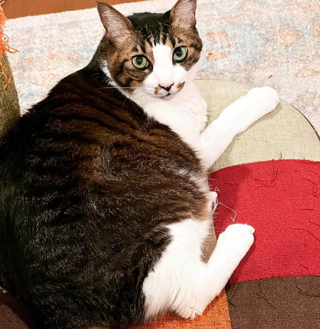 門倉聡さんのインスタグラム写真 - (門倉聡Instagram)「ナニ？ #cat #catonsofa #catquestions #猫のいる暮らし」2月8日 13時57分 - kadocks