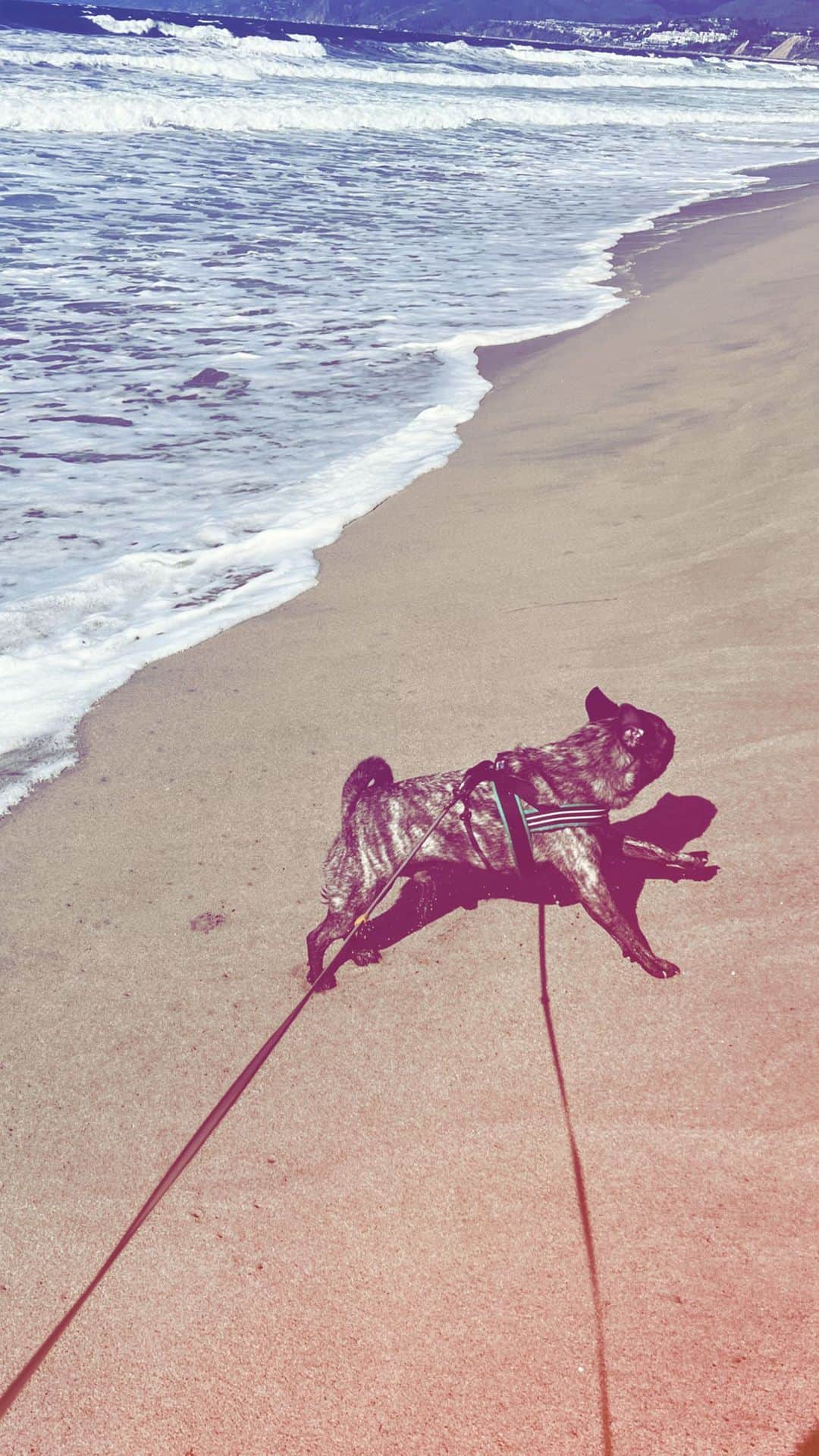 pugsofinstagramのインスタグラム：「As an only pug, sometimes I think he’s really missing out. Archie is the pug equivalent of a New York Lonely Boy IYKYK #girls5eva 💕⚡️🌈」