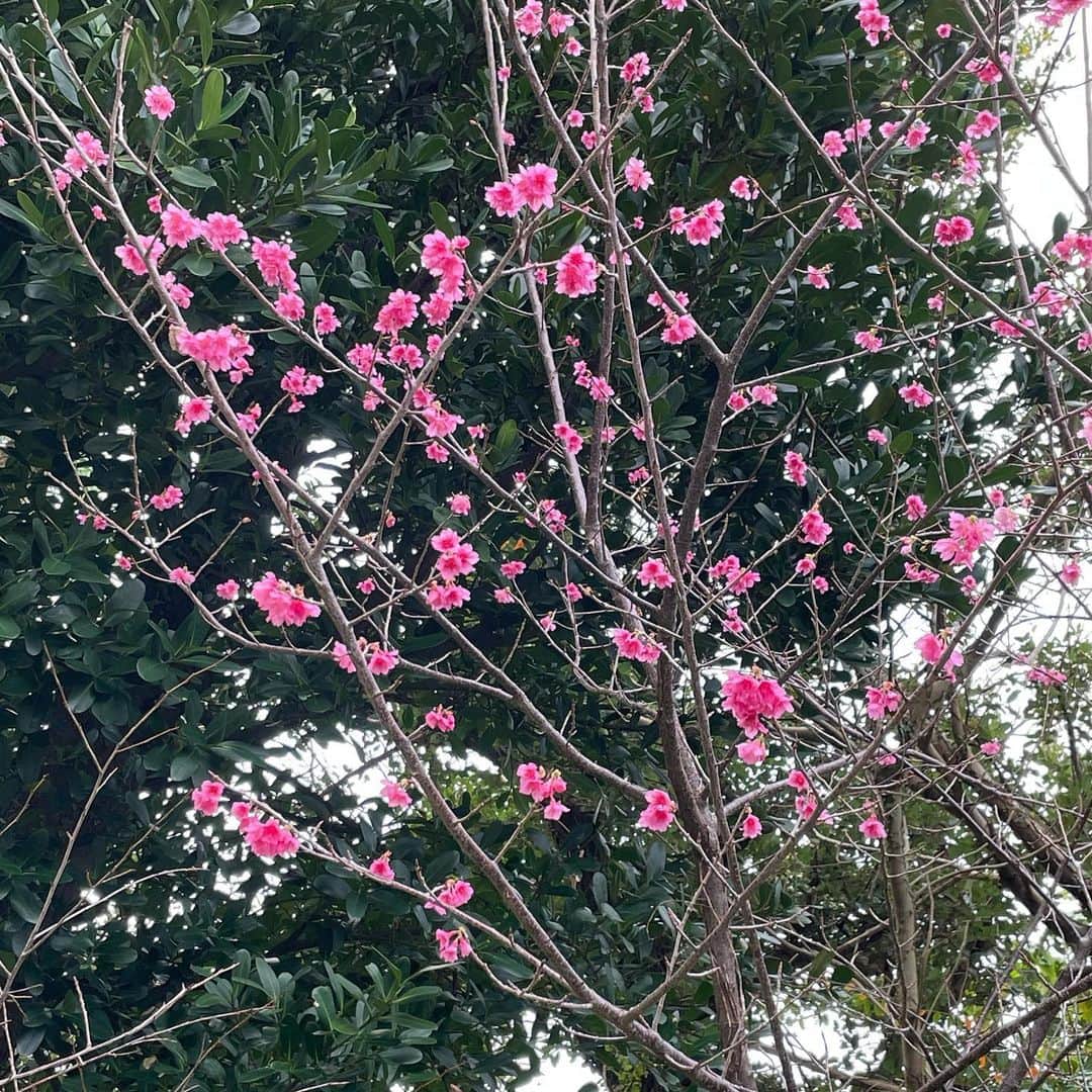 林輝彦さんのインスタグラム写真 - (林輝彦Instagram)「おはようございます。 林輝彦です。  今日は#沖縄県護国神社 を参拝しました。  ご英霊に哀悼の誠を捧げて参りました。  そして！桜が咲いていてびっくり🌸  #沖縄#沖縄県護国神社#桜」2月8日 8時47分 - satv_hayashi1117
