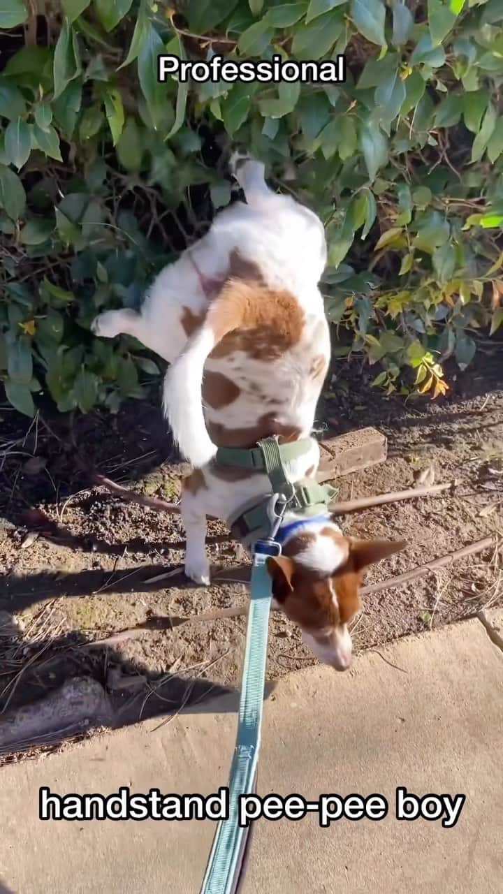 BarkBoxのインスタグラム：「Benji and his handstands are worthy of the @olympics 👏🏼💪 🤸   📷: @nathaliebotezatu & @deityanimalrescue」