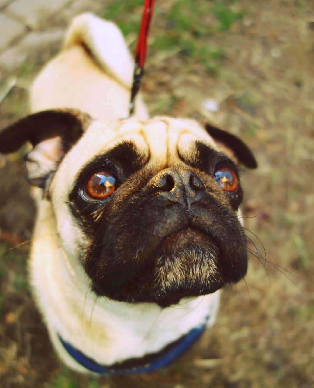 pugsofinstagramのインスタグラム：「I met Beckett when he moved in next door. His mom saw our pugs and asked if he could play. Eventually we made a little door in the fence for Beckett so he could come to play with Wally, Arliss and Tonka.  RIP sweet boy.  I took this picture of him in 2012.」