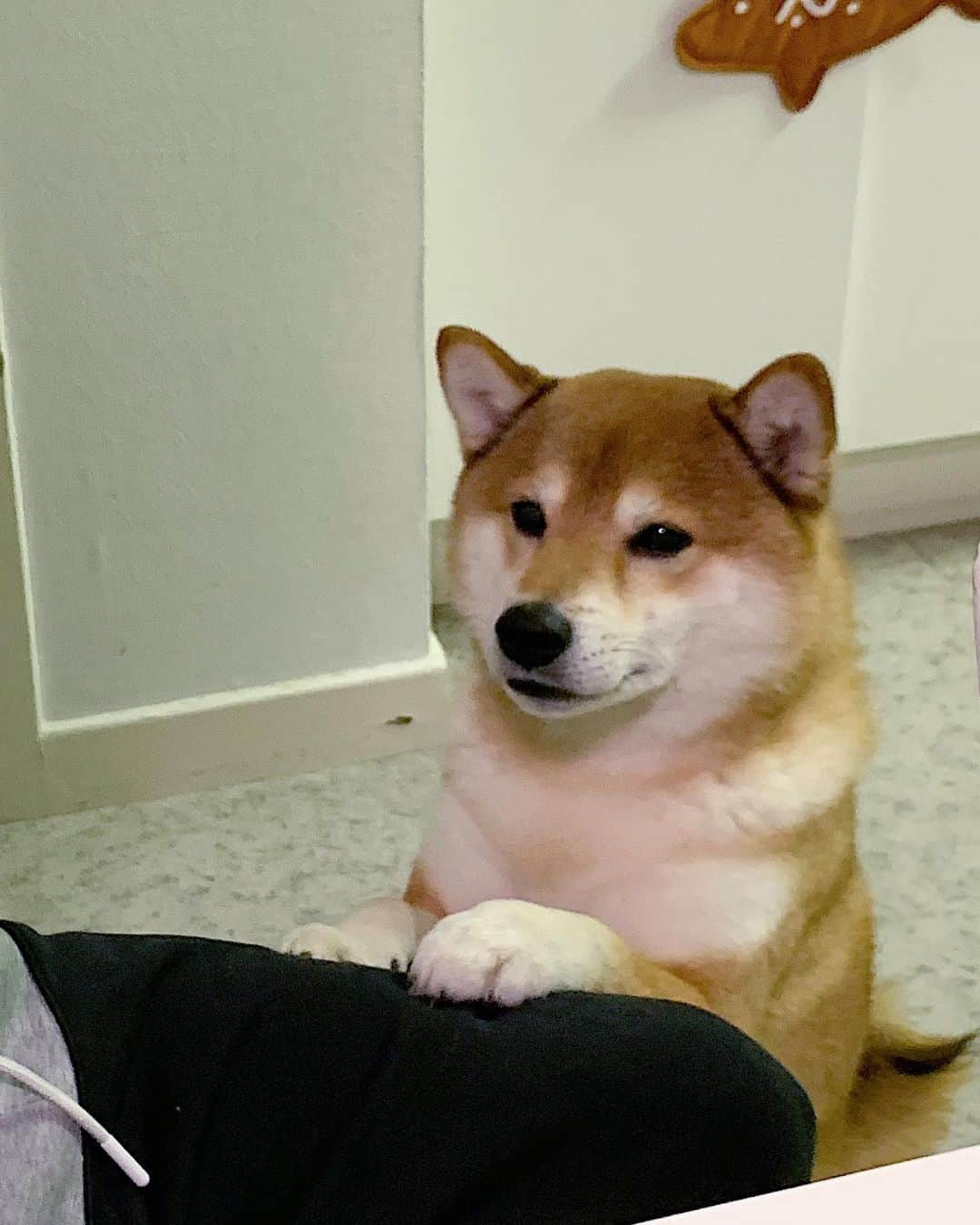 ?Fricko the Shiba Inu?のインスタグラム