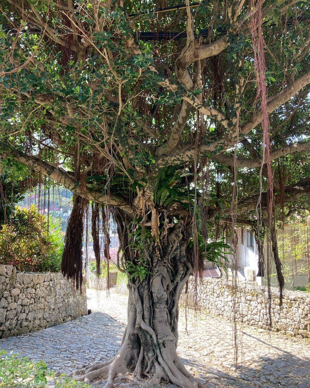 トニー・バーネットさんのインスタグラム写真 - (トニー・バーネットInstagram)「A stroll along the Kinjo Stone Road. In use since the 16th century #okinawa #naha #kinjostoneroad」2月8日 16時23分 - tony.barnette