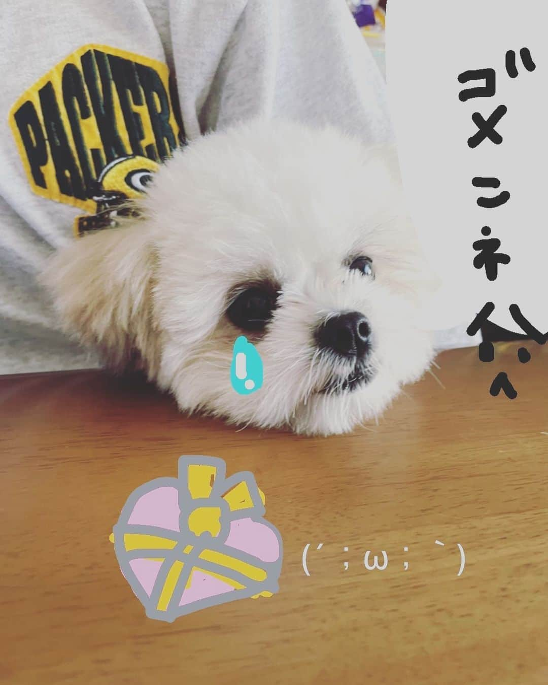 植田ひかるさんのインスタグラム写真 - (植田ひかるInstagram)「反省です。。。 19日しか秋葉原の会場が見つからず今回この日を選ばせて頂いたのですが… 昨日2月19日のナナシスの応援上映会と同じ日にちに気づき、 私はナナシスが大好きでこれからも変わらず心から応援したいのになんでこんな事しちゃったんだと悩んでいました…。  Twitterだと憶測飛んじゃうのでこちらに載せました。  こんな大切な日に、私に時間を使ってひかるん文芸部にお付き合いくださり、本当にありがとうございます。 いつもぬけてて御免なさい。 応援してくださりありがとうございます…！  そして、  貴重な声出し応援上映なので是非いつも以上に支配人さん達が盛り上がって欲しいです…！ ▼チケットの受付はこちら https://l-tike.com/concert/mevent/?mid=341804  是非チェックしてくださいね！  また、スタッフさんに相談が終わりまして  文芸部の終演後19時終演予定 20時になるまで 入場無料でプチ展示会を開催します。 歌やサイン会は出来ないけど美術品ギャラリーは眺められます。 帰りにアキバにてご感想をお聞かせください。  出口にて私からはささやかですがマスクケースをプレゼントさせて頂きます。 (サインなどは出来ませんがご挨拶出来るようにしたいです。)  遠方の方含め、上映会まだ行くか悩んでいらっしゃる方には是非トウキョードームシティホールにて盛り上がって欲しいです。  みんなが楽しめる 素敵な日曜日になりますように…」2月8日 18時23分 - uedahikaruofficial