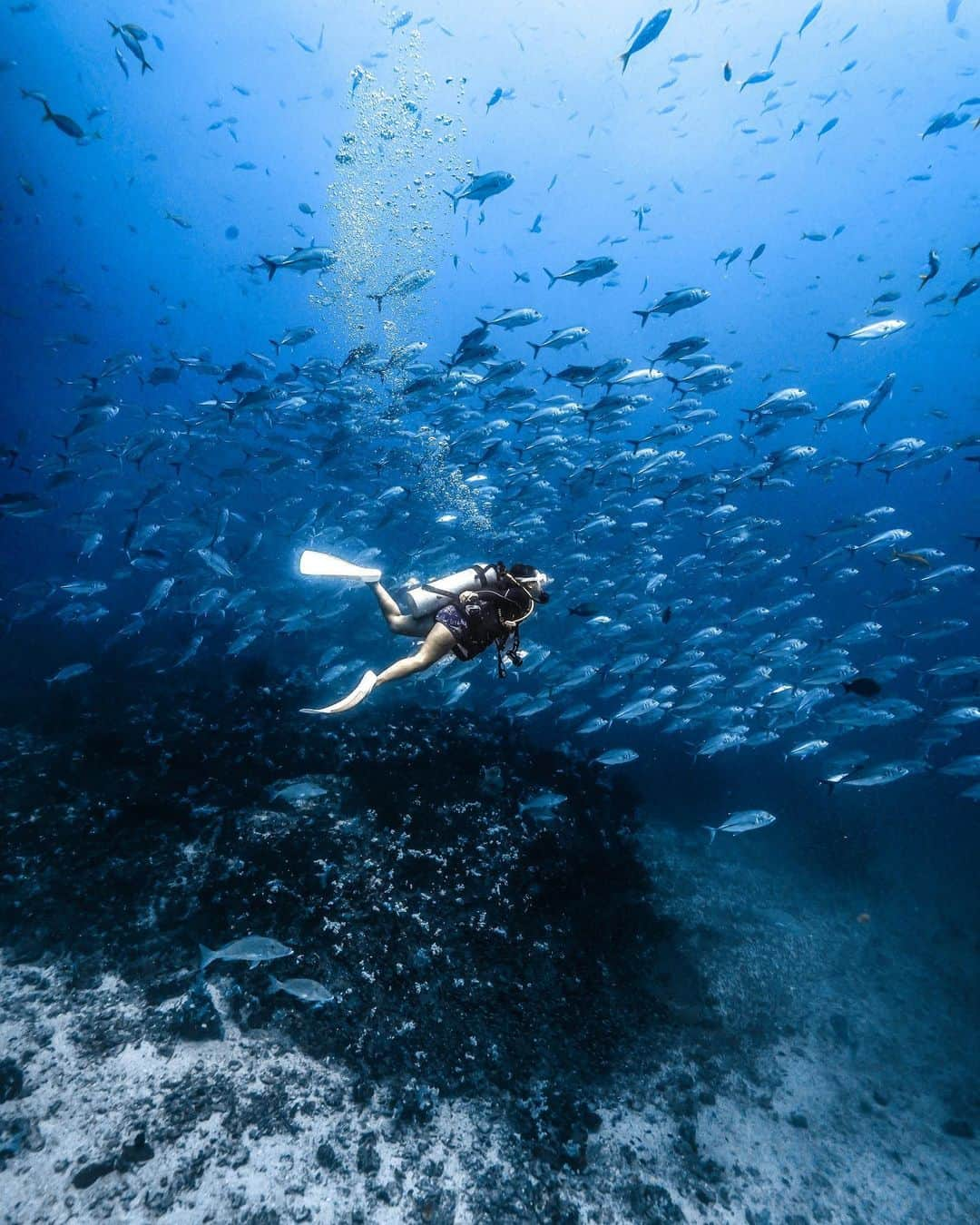 H I R O M I M O R I Y Aのインスタグラム：「Similan Island🌴  海行きたーーーい！ 世界各地全部カメラに収めたーい！  準備期間なのでゆっくりしようか。  #uw #uwphotography #uwpics #sunset #sunsetlover  #diving #freediving #earth #paditv # #自由潛水 #underwater #oceanphotography #earthshotz #scubadiving #planetocean #earthpix #sea #oceanlover  #thailand #similan #シミラン　#ダイビング　#ギンガメアジ　#水中世界」