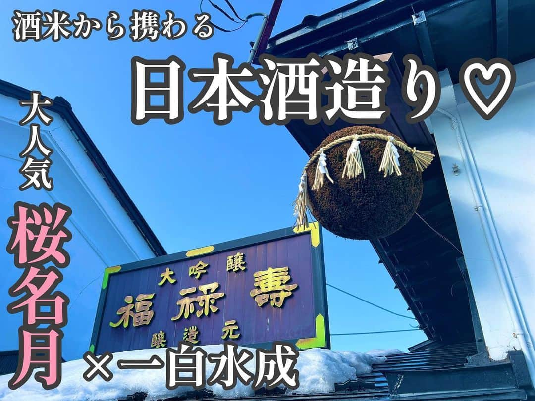 真坂はづきのインスタグラム：「【今年で７年目🍶桜名月づくり】  井川町の田んぼで酒米づくりから携わっている企画「桜名月」。本日は福禄寿酒造で初添えでした！  ほかほか蒸したての私たちのお米200kgをすばやく投入！これが重くて重くて😂全力で頑張りました。 最終的には1200kgに。  今年の米の出来は、溶けやすいようで…。だらっとした味にならないようここから気を引き締めて仕込んでいきます。 福禄寿酒造のみなさん！よろしくお願い致します✨  発売は3月30日です！ 田んぼの広さ、収量に限りがあるため、2000本限定です。 ありがたく毎年好評いただいています♡ みなさん、待っててね〜！  #秋田　#日本酒　#秋田の酒 #桜名月 #一白水成 #福禄寿酒造 #next5  #米づくり #秋田酒こまち  #井川町 #五城目町  #日本酒女子 #日本酒好きな人と繋がりたい」