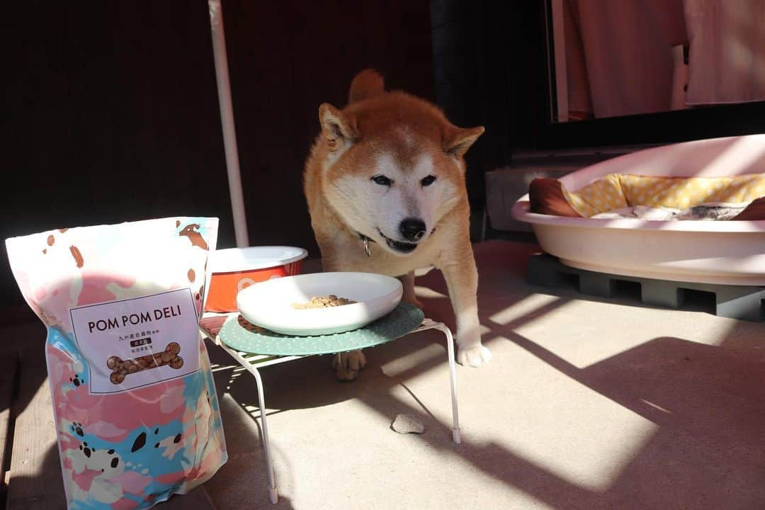 柴犬 たろさんのインスタグラム写真 - (柴犬 たろInstagram)「🍙 今日タロちゃんは、美味しいご飯をお試したよ🍚 シニアになって、身体にいいカリカリを探しているからね🧡 小粒が好きなタロちゃんはあっという間に完食しました〜👅 九州産若鶏、ヒューマングレード、獣医師監修、中々いいかも！ タロも大満足でした〜🐓美味しい顔〜🐻💕 … #ポンポンデリ #pompomdeli #PR @pompomdeli #shibainu #柴犬 #japanesedog」2月8日 20時00分 - tarochantarochan