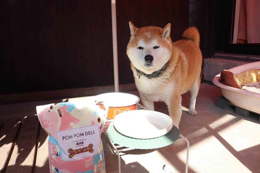 柴犬 たろのインスタグラム：「🍙 今日タロちゃんは、美味しいご飯をお試したよ🍚 シニアになって、身体にいいカリカリを探しているからね🧡 小粒が好きなタロちゃんはあっという間に完食しました〜👅 九州産若鶏、ヒューマングレード、獣医師監修、中々いいかも！ タロも大満足でした〜🐓美味しい顔〜🐻💕 … #ポンポンデリ #pompomdeli #PR @pompomdeli #shibainu #柴犬 #japanesedog」