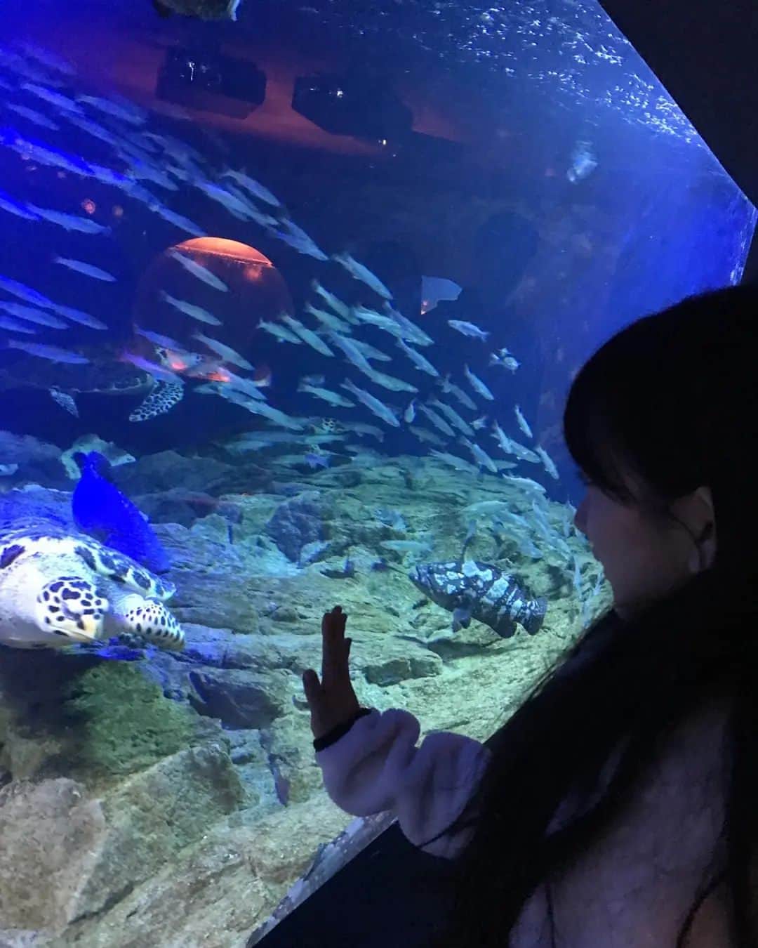 イ・チェミさんのインスタグラム写真 - (イ・チェミInstagram)「#63빌딩아쿠아리움 🐟🐠🐬🐳🐋  #63빌딩전망대 #맥스달튼영화의순간들」2月8日 22時26分 - chaemi_lee