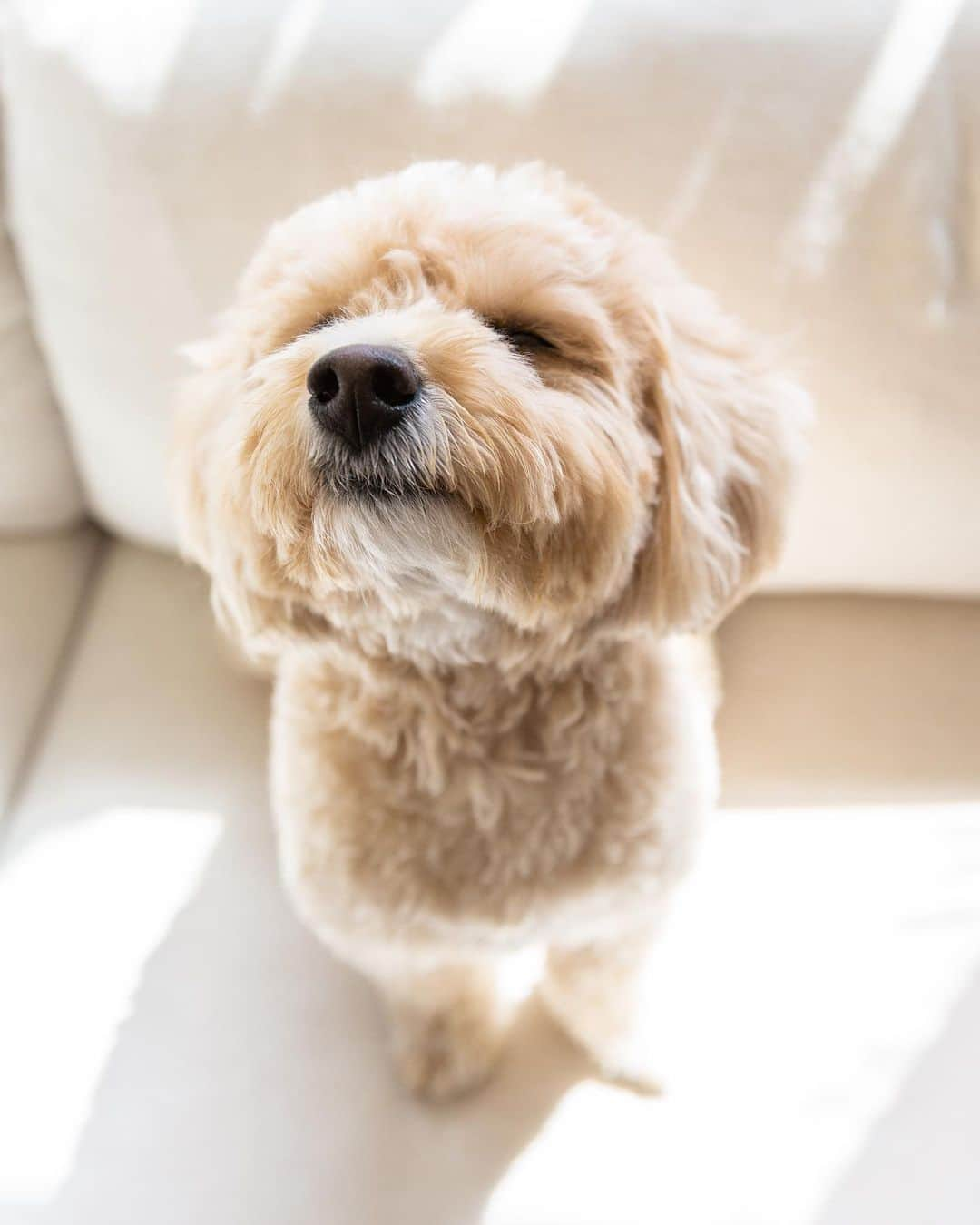 Remix the Dogさんのインスタグラム写真 - (Remix the DogInstagram)「Our little dog fam is growing! Some of you have been asking who this handsome fellow is. His name is Chip and he’s a 2 year old Cotonpoo. He officially joined our family a couple months ago and has been getting along with Remix really well! 👯‍♂️  We can't wait to share more of his adorable antics with you on our feed🤳🏼🐶 . . . #cotonpoo #poodlesofinstagram #dogsofinstagram #doglovers #perro #mydogiscutest #cachorro #perrosdeinstagram #cutedogs #puppylove #강아지 #개스타그램 #犬 #개 #barked」2月23日 9時27分 - remixthedog