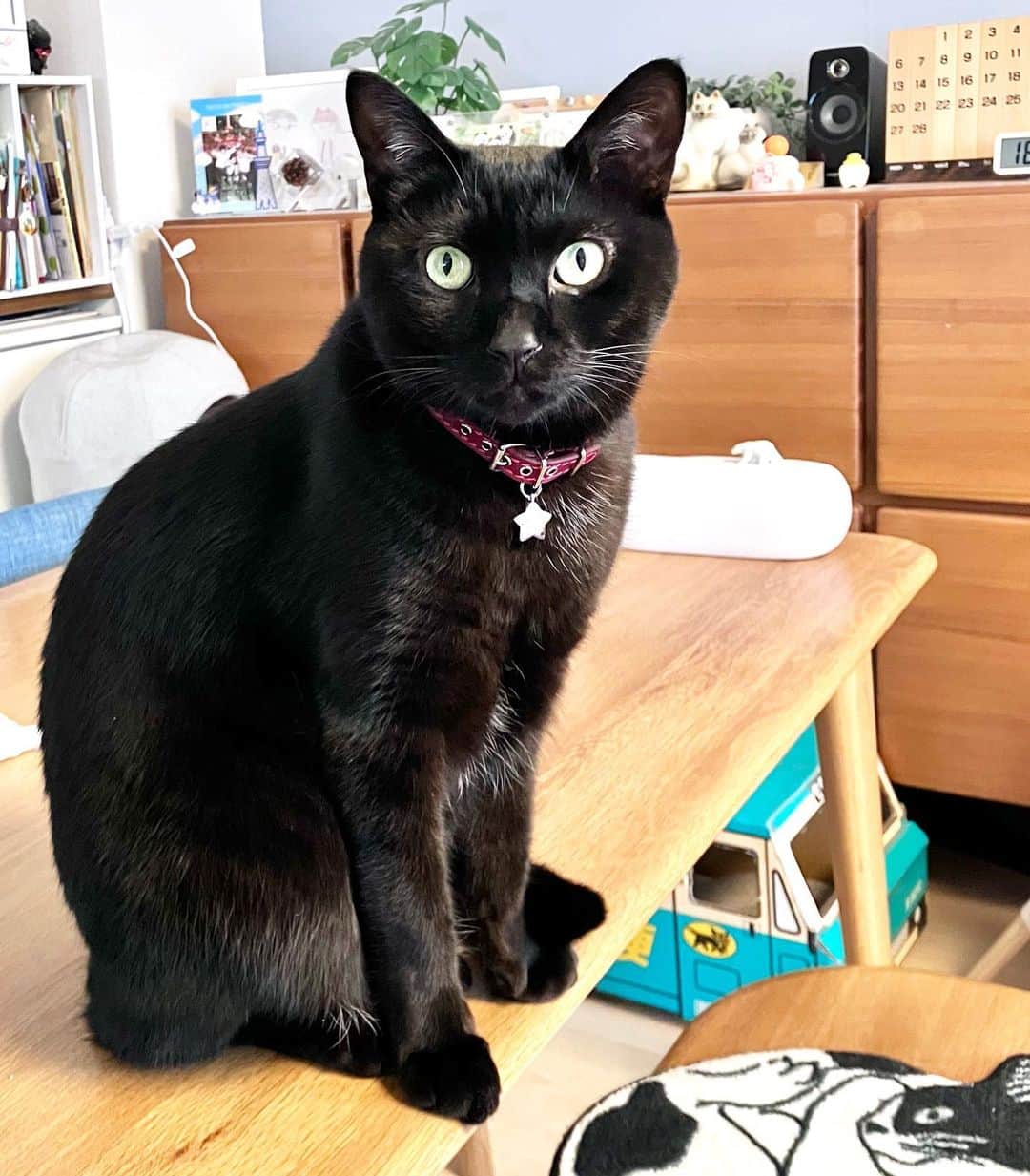 しおやてるこのインスタグラム：「こんにちはネコチャン #黒猫 #猫がいる生活」