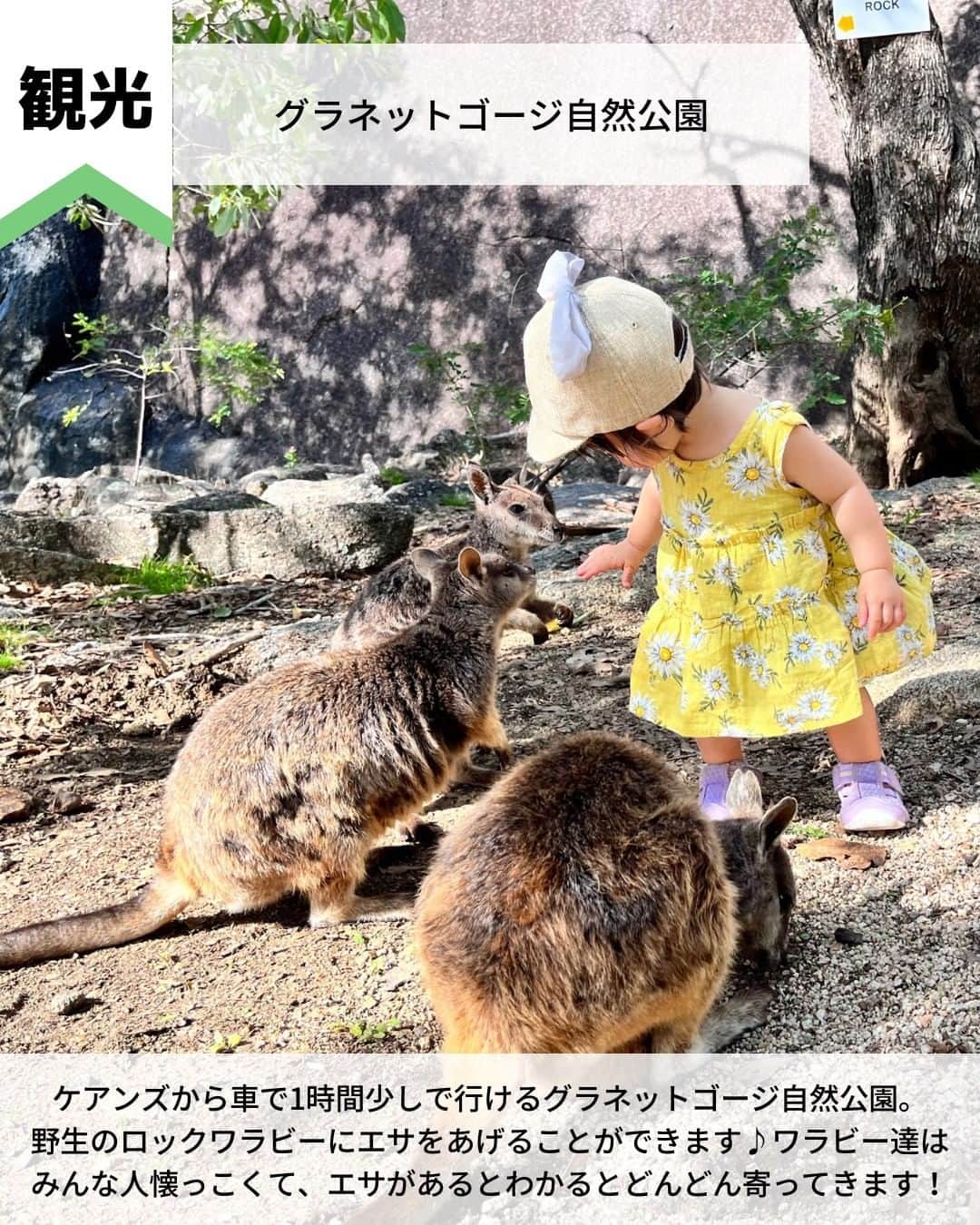旅工房公式さんのインスタグラム写真 - (旅工房公式Instagram)「＼常夏のオーシャンリゾートを堪能！／  #オーストラリア #ケアンズ    こんにちは！☺  オーストラリアにあるケアンズは、大自然が作り上げた神秘的な観光名所がたくさん✨  グルメも一緒にまとめています！！   次の海外旅行の参考になりますように＼(^o^)／ 💚    ━━━━━━━━━━━━━━━   📍エスプラネードラグーン  ケアンズの観光情報を見ると必ず目にする定番観光スポット！  誰でも無料で使える人工ラグーンです。 すぐそばに無料で使えるBBQコンロがあるので、スーパーで食材を買ってBBQをするのも◎   📍グラネットゴージ自然公園  ケアンズから車で1時間少しで行けるグラネットゴージ自然公園。  野生のロックワラビーにエサをあげることができます♪  ワラビー達はみんな人懐っこくて、エサがあるとわかるとどんどん寄ってきます！   📍キュランダコアラガーデンズ  コアラを抱っこして写真を撮ることができる動物園♪  ここではコアラだけでなく、カンガルーやウォンバット、クオッカなどオーストラリア固有の動物達も見ることができますよ！   📍パロネラパーク  こちらはパロネラパークというフォトジェニックな庭園！  いつか自分のお城を持ちたいと夢を見ていたスペイン人が、この滝を気に入ってここにお城を建てたそうです。  某有名映画のモデルとの噂もあるんだとか…！   📍Prawn Star Cairns　@mii_ta_3616 さん  新鮮なシーフードをリーズナブルに頂ける人気のお店！  船の上がレストランになっており、解放感抜群のロケーションです。  お店の名前の通り、エビが個々の名物メニュー◎   📍Waffle On Cairns　@thousands_of_sails さん  ケアンズで朝食を食べるならここのお店がおすすめ！  ボリューム満点のワッフルはしょっぱいものから甘いものまで種類豊富！  自然いっぱいの景色を見ながら食べられるテラス席が人気です♪   この記事を読んで、ぜひ参考にしてみて下さい＼(^o^)／💛    �   #旅工房 #オーストラリア女子旅 #オーストラリア旅行 #ケアンズ女子旅 #ケアンズグルメ #ケアンズスイーツ #ケアンズカフェ #ケアンズカフェグルメ #ケアンズ旅行 #ケアンズ観光 #オーストラリア観光 #WaffleOnCairns #PrawnStarCairns #パロネラパーク #キュランダコアラガーデン #グラネットゴージ自然公園 #エスプラネードラグーン #ロックワラビー #コアラ #旅行好きな人と繋がりたい #海外旅行準備 #旅好き女子 #妄想旅行 #海外旅行行きたい #海外旅行計画 #旅スタグラム #海外一人旅 #旅の記録」2月23日 12時04分 - tabikobo