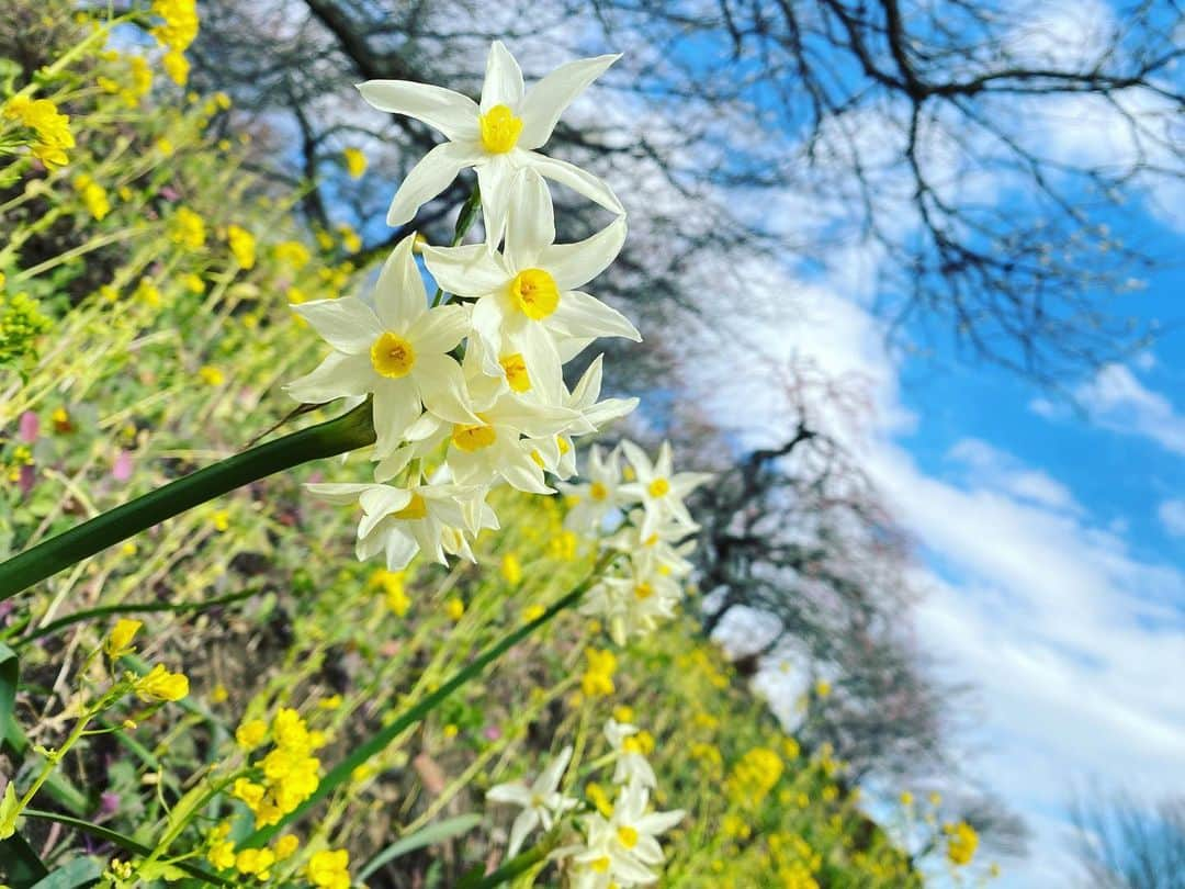 望月海羽さんのインスタグラム写真 - (望月海羽Instagram)「春を感じてきました🌸  湯河原の梅林 結構混んでた！  入園料¥200だけど湯河原のお店で使える¥200off券もらえるので 実質タダなのでは🤔？  15点貯めると甘酒かきび餅がもらえる🎶 100円で1ポイント🍜🍶☕️  山道が散策路になっているのでいい運動になる✨  車椅子の貸し出しなどもあるようなので のんびりお散歩もできそう🙆‍♀️  #湯河原 #湯河原梅林 #湯河原梅林梅の宴 #実質無料 #熱燗 #梅  #桜 #幕山公園 #懐かしい #地元 #沢田美佳 #sakura #梅は英語で何ていうの？」2月23日 12時58分 - mikasawada1112