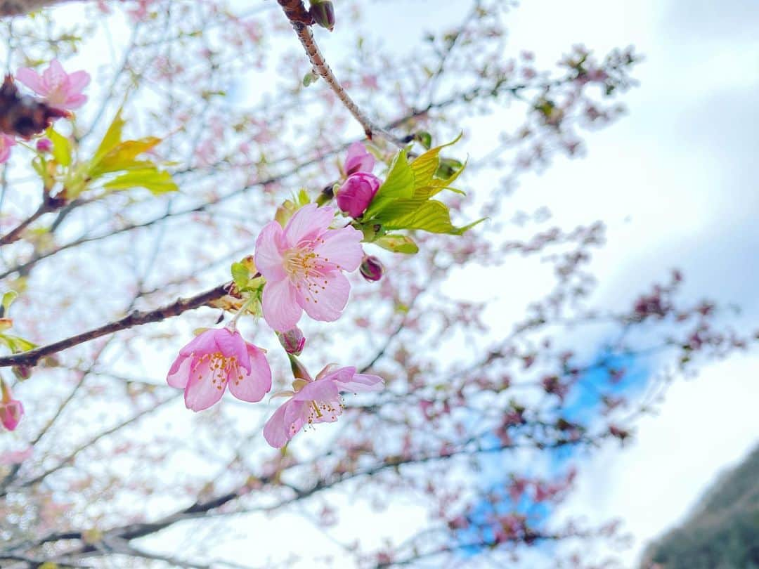 望月海羽さんのインスタグラム写真 - (望月海羽Instagram)「春を感じてきました🌸  湯河原の梅林 結構混んでた！  入園料¥200だけど湯河原のお店で使える¥200off券もらえるので 実質タダなのでは🤔？  15点貯めると甘酒かきび餅がもらえる🎶 100円で1ポイント🍜🍶☕️  山道が散策路になっているのでいい運動になる✨  車椅子の貸し出しなどもあるようなので のんびりお散歩もできそう🙆‍♀️  #湯河原 #湯河原梅林 #湯河原梅林梅の宴 #実質無料 #熱燗 #梅  #桜 #幕山公園 #懐かしい #地元 #沢田美佳 #sakura #梅は英語で何ていうの？」2月23日 12時58分 - mikasawada1112