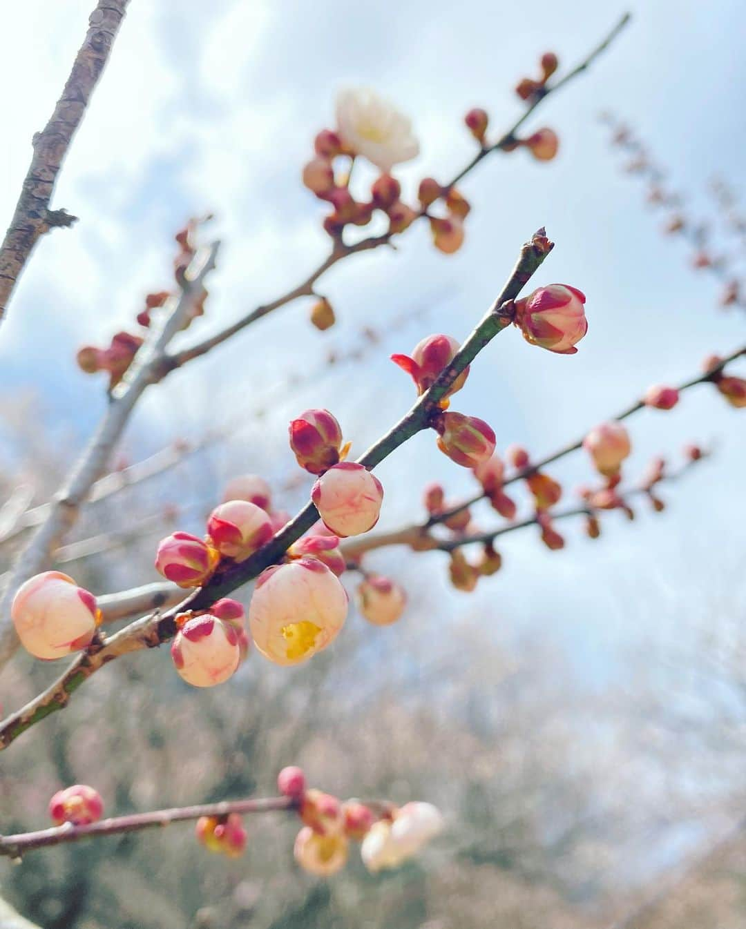 望月海羽のインスタグラム：「春を感じてきました🌸  湯河原の梅林 結構混んでた！  入園料¥200だけど湯河原のお店で使える¥200off券もらえるので 実質タダなのでは🤔？  15点貯めると甘酒かきび餅がもらえる🎶 100円で1ポイント🍜🍶☕️  山道が散策路になっているのでいい運動になる✨  車椅子の貸し出しなどもあるようなので のんびりお散歩もできそう🙆‍♀️  #湯河原 #湯河原梅林 #湯河原梅林梅の宴 #実質無料 #熱燗 #梅  #桜 #幕山公園 #懐かしい #地元 #沢田美佳 #sakura #梅は英語で何ていうの？」