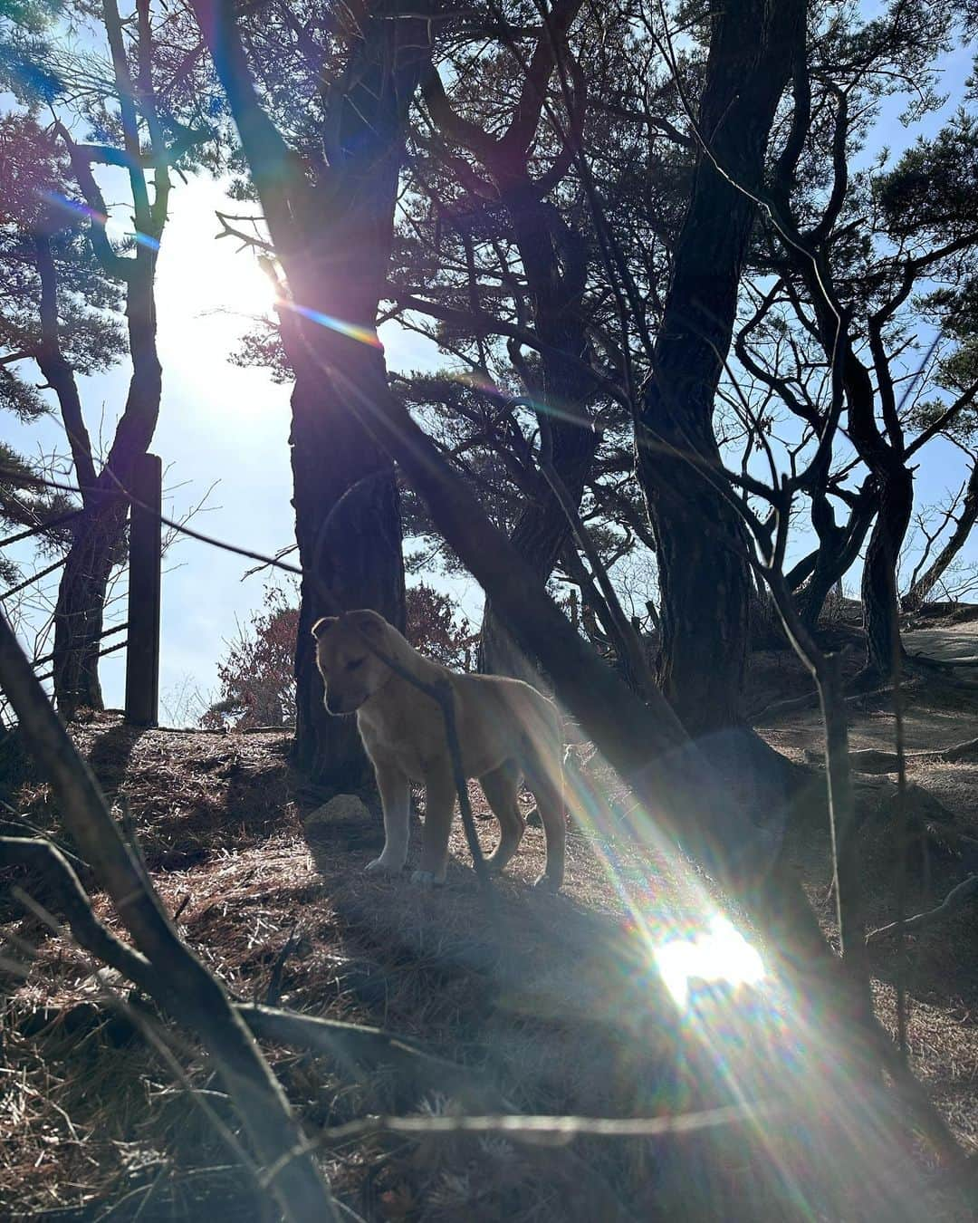 ペ・ヒギョンさんのインスタグラム写真 - (ペ・ヒギョンInstagram)「학교가는길에 등산하는 사람같네 #⛰️ #북한산 #종아리를잃은날」2月23日 16時05分 - baeheekyung3