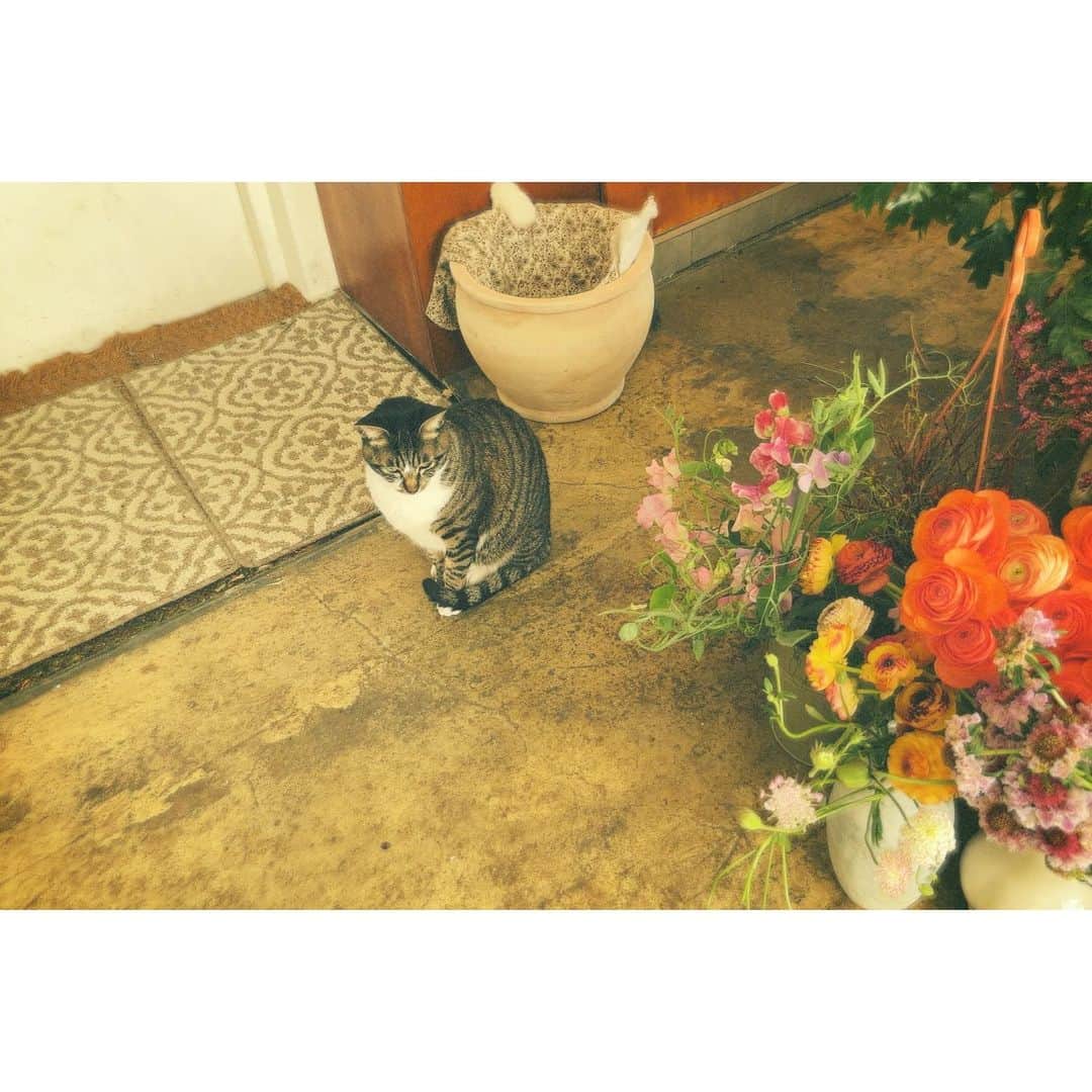 チョン・リョウォンのインスタグラム：「. 리코야😻😽😸」