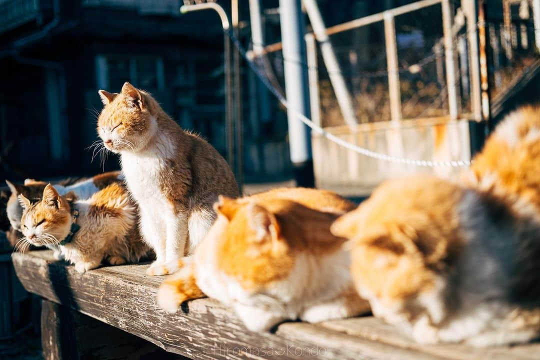 こんちゃんさんのインスタグラム写真 - (こんちゃんInstagram)「よー遊んだ愛媛県🍊 四国旅の最初は愛媛！ここには青島っていう猫の島があって島民10人程に対して猫が100匹以上いるっていうとんでもない比率の島がある…😂 この島、本当に観光地してなくてお土産屋さんやコンビニもなければ自販機すらない。 観光客がきても島民の方のメリットは0に等しくて、まじで島の人たちのご好意によって来島できる島なので、もし行かれる方はマナーとルールを守るように🐈 ただ本当に天国。島はものすごく静かで聴こえるのは波の音と猫の寝てるｽﾋﾟｰｯって寝息だけ。笑 朝の便で行っても夕方まで便がなくて帰ってこれないので1日中癒されてた🏝  そして念願の雑巾がけ…！！！！ 愛媛には元木造校舎を利用した109mのめっちゃくちゃ長い廊下があって、そこで毎年Z-1グランプリ(雑巾がけレース)が行われるのよ🧼 レースには日程的に間に合わなかったけど、雑巾がけ体験は出来るのでいざやってみたものの…続きは昨日のYouTube観てください！！笑  そんなこんなで蛇口捻ったらみかんジュースが出てきたり、有名な下灘駅も行ったりと大満喫でしたとさ！ 今週で愛媛動画も終わり🍊 (ちなみにラーメンは、らーめん工房りょう花の塩つけ麺が絶品すぎた🍜) #とったび #下灘駅 #青島 #愛媛旅行」2月9日 17時37分 - hiromasakondo