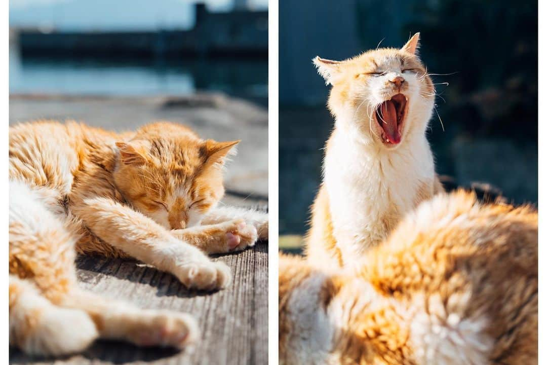 こんちゃんさんのインスタグラム写真 - (こんちゃんInstagram)「よー遊んだ愛媛県🍊 四国旅の最初は愛媛！ここには青島っていう猫の島があって島民10人程に対して猫が100匹以上いるっていうとんでもない比率の島がある…😂 この島、本当に観光地してなくてお土産屋さんやコンビニもなければ自販機すらない。 観光客がきても島民の方のメリットは0に等しくて、まじで島の人たちのご好意によって来島できる島なので、もし行かれる方はマナーとルールを守るように🐈 ただ本当に天国。島はものすごく静かで聴こえるのは波の音と猫の寝てるｽﾋﾟｰｯって寝息だけ。笑 朝の便で行っても夕方まで便がなくて帰ってこれないので1日中癒されてた🏝  そして念願の雑巾がけ…！！！！ 愛媛には元木造校舎を利用した109mのめっちゃくちゃ長い廊下があって、そこで毎年Z-1グランプリ(雑巾がけレース)が行われるのよ🧼 レースには日程的に間に合わなかったけど、雑巾がけ体験は出来るのでいざやってみたものの…続きは昨日のYouTube観てください！！笑  そんなこんなで蛇口捻ったらみかんジュースが出てきたり、有名な下灘駅も行ったりと大満喫でしたとさ！ 今週で愛媛動画も終わり🍊 (ちなみにラーメンは、らーめん工房りょう花の塩つけ麺が絶品すぎた🍜) #とったび #下灘駅 #青島 #愛媛旅行」2月9日 17時37分 - hiromasakondo