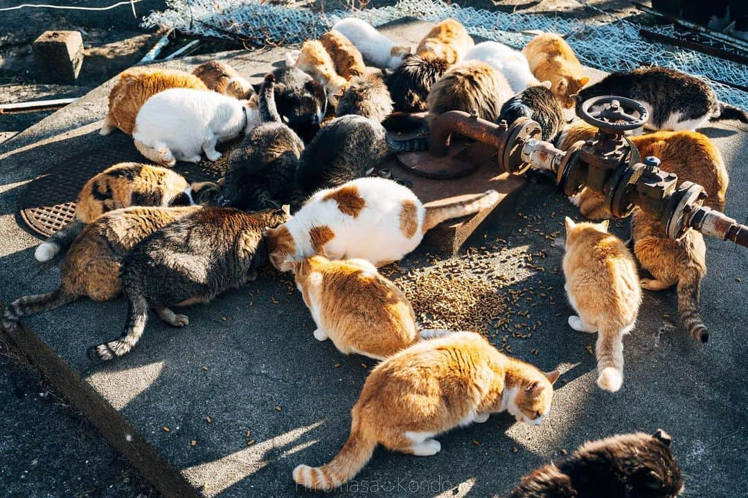 こんちゃんさんのインスタグラム写真 - (こんちゃんInstagram)「よー遊んだ愛媛県🍊 四国旅の最初は愛媛！ここには青島っていう猫の島があって島民10人程に対して猫が100匹以上いるっていうとんでもない比率の島がある…😂 この島、本当に観光地してなくてお土産屋さんやコンビニもなければ自販機すらない。 観光客がきても島民の方のメリットは0に等しくて、まじで島の人たちのご好意によって来島できる島なので、もし行かれる方はマナーとルールを守るように🐈 ただ本当に天国。島はものすごく静かで聴こえるのは波の音と猫の寝てるｽﾋﾟｰｯって寝息だけ。笑 朝の便で行っても夕方まで便がなくて帰ってこれないので1日中癒されてた🏝  そして念願の雑巾がけ…！！！！ 愛媛には元木造校舎を利用した109mのめっちゃくちゃ長い廊下があって、そこで毎年Z-1グランプリ(雑巾がけレース)が行われるのよ🧼 レースには日程的に間に合わなかったけど、雑巾がけ体験は出来るのでいざやってみたものの…続きは昨日のYouTube観てください！！笑  そんなこんなで蛇口捻ったらみかんジュースが出てきたり、有名な下灘駅も行ったりと大満喫でしたとさ！ 今週で愛媛動画も終わり🍊 (ちなみにラーメンは、らーめん工房りょう花の塩つけ麺が絶品すぎた🍜) #とったび #下灘駅 #青島 #愛媛旅行」2月9日 17時37分 - hiromasakondo