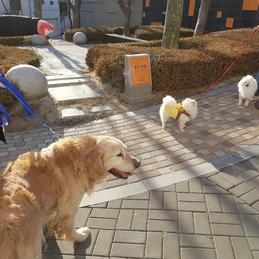 JUNO さんのインスタグラム写真 - (JUNO Instagram)「호키♡ 사랑하는 호키가 18살로 오늘 무지개다리를 건넜습니다... 몇일동안 몸이급격히 안좋아졌다는 소식을듣고 마지막모습을 보러 달려왔는데 그래도 버텨주다가 제 목소리라도 듣고 쓰다듬어주고했는데 한시간뒤에 떠나버렸네요 우리 호키 가는길 외롭지않게 기도부탁드립니다.  호키야 산책도 한번이라도 더 해줄껄 못해준것만 생각나고 후회가 많이된다... 먼저 떠난 샤키형아가 호키기다리고있을꺼야... 샤키형 만나서 그곳에서는 마음껏 함께 뛰어놀아 우리 가족 모두 정말많이 사랑해❤」2月9日 18時16分 - kimmooyoung