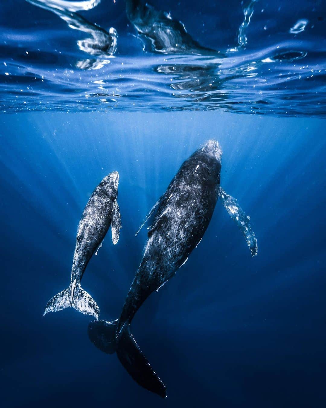 H I R O M I M O R I Y Aさんのインスタグラム写真 - (H I R O M I M O R I Y AInstagram)「Whale in the mirror🐳  インスタでは伝えにくいけど水面にクジラが写ってる写真が1000枚の内2枚だけありました😹  ストーリーにあげるから確認してみてね！  #whale #whalelover #earth #paditv #planetocean #planetearth #uw #uwphotography #sea #ocean #earthpix #earthofficial #okinawa #クジラ　#ホエールスイム　#underwater #mpwhaleswim #ngswhaleswim」2月9日 18時19分 - hiromi__moriya