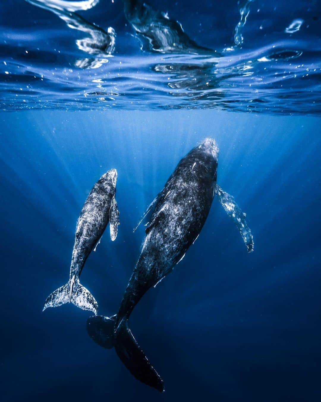 H I R O M I M O R I Y Aのインスタグラム：「Whale in the mirror🐳  インスタでは伝えにくいけど水面にクジラが写ってる写真が1000枚の内2枚だけありました😹  ストーリーにあげるから確認してみてね！  #whale #whalelover #earth #paditv #planetocean #planetearth #uw #uwphotography #sea #ocean #earthpix #earthofficial #okinawa #クジラ　#ホエールスイム　#underwater #mpwhaleswim #ngswhaleswim」
