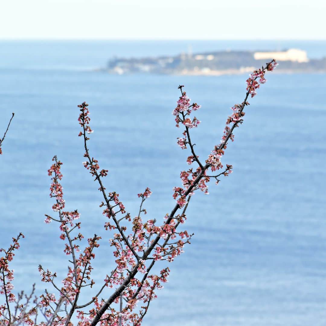 ホテルニューアカオ　熱海温泉＆リゾートさんのインスタグラム写真 - (ホテルニューアカオ　熱海温泉＆リゾートInstagram)「あたみ桜と菜の花が咲くACAO FORESTでは、2月27日までの間「ACAO FOREST SAKURA BLOOMING」を開催中です。園内ではフォトコンテストも開催しており、春や桜の写真をInstagramに #acaoforestsakura のハッシュタグを付けて投稿いただいた中から、10名様にペア入園券をプレゼント。その他、桜のワークショップ、お花見セットをご用意して、皆さまのお越しをお待ちしております。 #ACAO #ACAOFOREST #熱海 #ATAMI #桜 #日本旅遊 #flowerstagram #cherryblossom #sakura」2月9日 11時00分 - acao_spaandresort