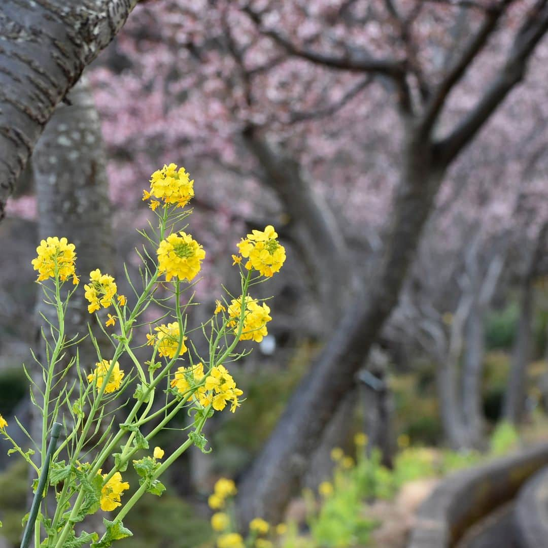 ホテルニューアカオ　熱海温泉＆リゾートのインスタグラム：「あたみ桜と菜の花が咲くACAO FORESTでは、2月27日までの間「ACAO FOREST SAKURA BLOOMING」を開催中です。園内ではフォトコンテストも開催しており、春や桜の写真をInstagramに #acaoforestsakura のハッシュタグを付けて投稿いただいた中から、10名様にペア入園券をプレゼント。その他、桜のワークショップ、お花見セットをご用意して、皆さまのお越しをお待ちしております。 #ACAO #ACAOFOREST #熱海 #ATAMI #桜 #日本旅遊 #flowerstagram #cherryblossom #sakura」