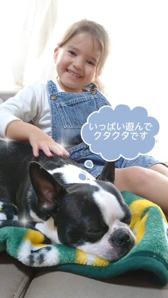 ピーチフラワーのインスタグラム：「· 初めまして。 ボクはガールズのお隣に住んでいるボストンテリアです✨ · 時々、ガールズのお家に遊びに行ったりお泊りして一緒に遊びます🥰 3人は交代でボクのリードを持ってお散歩に連れて行ってくれます😊 ガールズは元気いっぱいなので、お散歩の後はボクはお昼寝が必要です😴 お昼寝中も交代で撫で撫でしてくれます😍 · お泊りするとガールズはボクのためにベッドを少しあけて一緒に寝てくれます。 · ガールズはボクのおやつの「砂肝ジャーキー」や「鶏軟骨」を食べたい🤤と言うので困ります😅 · #ボストンテリア #いつもガールズと遊んでくれてありがとう #犬と仲良し #君はともだち #三姉妹 #ピーチフラワー」