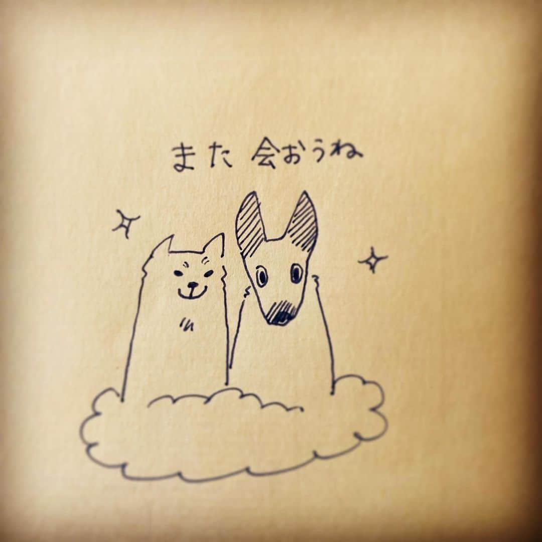 杏さんのインスタグラム写真 - (杏Instagram)「One day not long ago, Jiro went to heaven. He was in good health until the last minute, and it must have been an ideal end for him. He must have taken good care of his family's new home and went to heaven with Yamato in peace.  Yamato and Jiro. They are always watching over us. And I believe that they will come back to us one day.」2月9日 15時53分 - annewatanabe_official