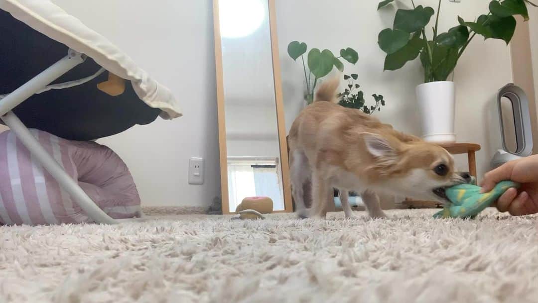 のインスタグラム：「🐕 　 　 ずーーっと前に下書きにしていたようで 　 見つけたから放出🐶🫧 　 　 ※ボール遊びは気分が向いた時しかしてくれません 突然始まって突然終わる。笑」
