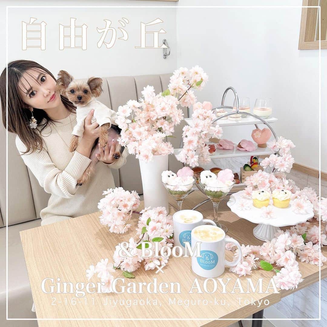 池田沙代のインスタグラム：「🤍🤍🤍🤍  🌸𝐆𝐢𝐧𝐠𝐞𝐫 𝐆𝐚𝐫𝐝𝐞𝐧 𝐀𝐎𝐘𝐀𝐌𝐀🌸 ×💗& 𝐁𝐥𝐨𝐨𝐌💗 #自由が丘 ▫️店内🐶ok | アフタヌーンティー🫖パスタ🍝  @andbloom_cafesalon で @gingergardenaoyama プロデュースの わんこと楽しめるアフタヌーンティーが 2月16日から始まります☕️🌸  ぴのさんと一足お先に☺️☕️  かわいかったぁー😌🌸  わんこ用のスイーツも 用意されるみたいです🐶🍡  プリントラテアートも 可愛くて、もう春気分だった🐶🤍  予約スタートしています💓  _____  🌸💗& 𝐁𝐥𝐨𝐨𝐌💗🌸 @andbloom_cafesalon   アフタヌーンティーは 💗 𝐆𝐢𝐧𝐠𝐞𝐫 𝐆𝐚𝐫𝐝𝐞𝐧 𝐀𝐎𝐘𝐀𝐌𝐀💗 プロデュース☕️ @gingergardenaoyama   ▫️ 東京都目黒区自由が丘2-16-11  ▫️ 050-5600-1161 ▫️営業時間: 10:00～18:00  ▫️定休日：月曜 ▫️予約可 ▫️店内🐕‍🦺ok ____  最新の営業時間などはお店のSNSなどで チェックしてから行ってみてください🤍  #ぴのさんカフェ#店内犬ok#犬と行けるカフェ#犬と行けるお店#ペット同伴可#犬同伴#犬同伴可#犬とカフェ#ワンコとカフェ#東京カフェ#犬okカフェ#テラス席ワンコok#テラス席わんこok#ペットokカフェ#犬とおでかけ#犬とお出掛け#テラス席わんこok #テラス席わんこｏｋカフェ#自由が丘ランチ#自由が丘カフェ  #アンドブルーム自由が丘#gingergardenaoyama#アフタヌーンティー#afternoontea」