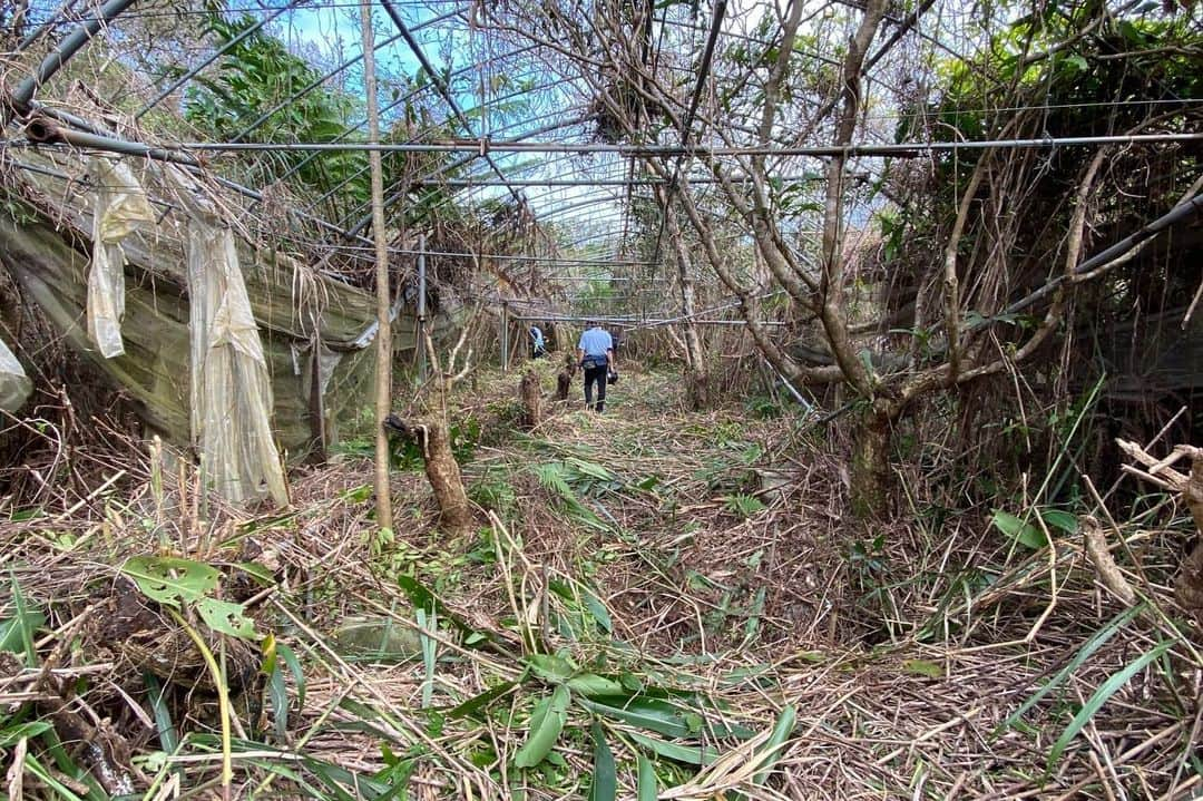 高原直泰さんのインスタグラム写真 - (高原直泰Instagram)「耕作放棄ビニールハウス。 再生してコーヒーの木を植えれる様に、選手、スタッフ総出で作業。 #osv #沖縄コーヒー  #regeneration #sdgs  #工作放棄地ビニールハウス再生」2月9日 21時35分 - takahara.osv