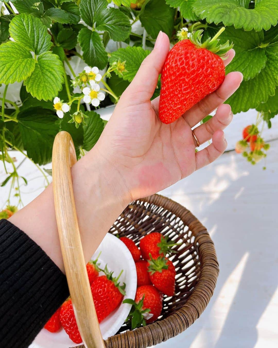 藤本真由さんのインスタグラム写真 - (藤本真由Instagram)「とっても楽しい1日でした😋🍓  明日もいちご狩りのお写真がまだあるから投稿しちゃうかも🤣なんか、思い出すだけで美味しい🥹いちごってなんでこんなに美味しいのだろう💕  赤くてヘタが反り返ってるのが食べ頃なんだって😋  それでは、おやすみなさい🫶  #いちご狩り🍓  #楽しい時間はあっという間  #イチゴス横浜」2月9日 21時38分 - mayusuke25