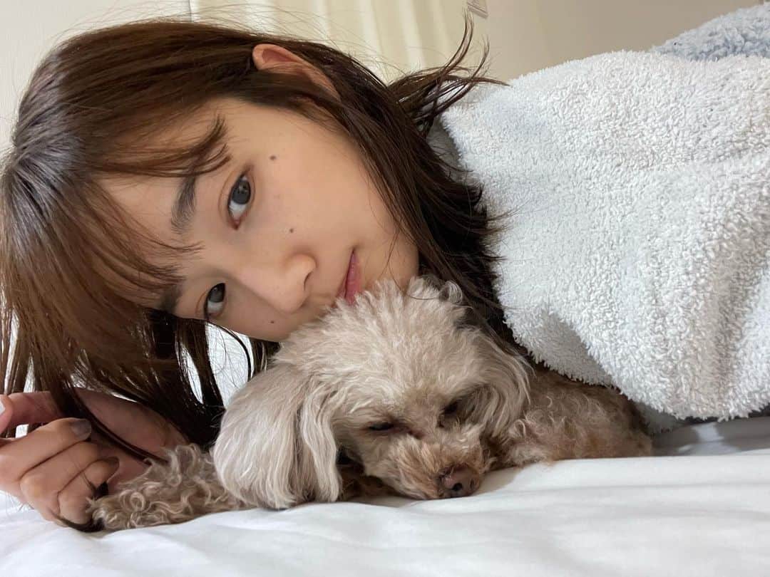高嶋香帆のインスタグラム：「ベッドで横になっていると隙間に入ってくるサラ様です。 うちの犬達は本当にひっつき虫🐶 主がベタベタするので似たんだな🤭  おやすみ！」
