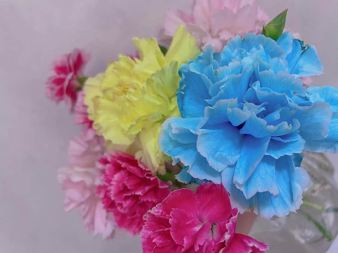 松山メアリのインスタグラム：「🌈🦋✨💕  #flowers  #カーネーション  #花のある暮らし」