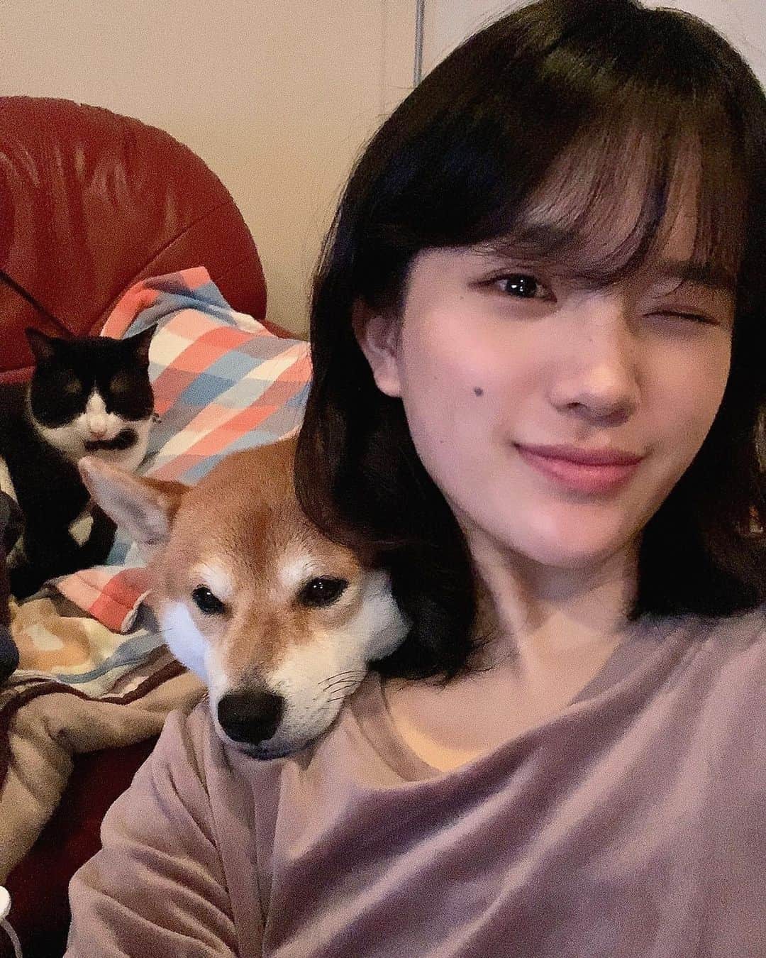 若林薫のインスタグラム：「みてみて~あご乗せ🫶🏻 可愛すぎてどうしよう、、🫠   #虎丸と琥珀  #豆柴  #まめしばのいる暮らし  #はちわれねこ  #保護猫と暮らす  #琥珀と耳おそろい #🐶🐱」