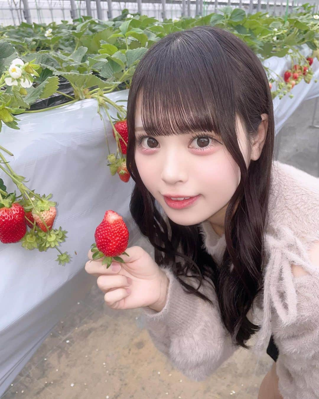 こえだひなのインスタグラム：「🍓🍓🍓 . . . . #いちご狩り#名古屋#アイドル」