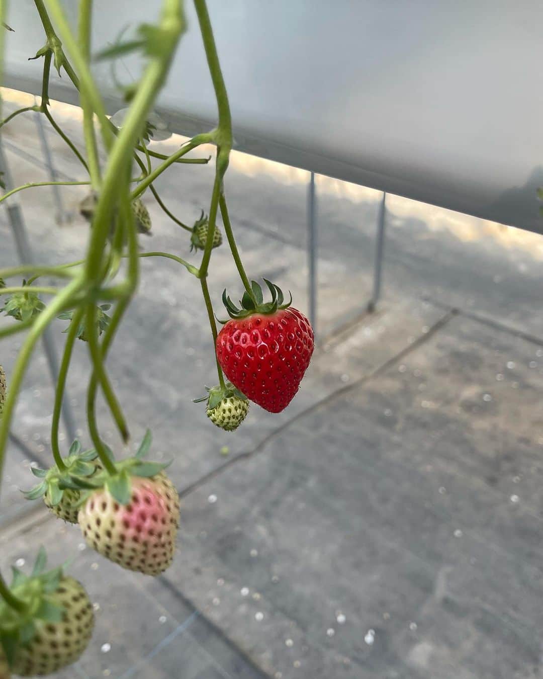 のインスタグラム：「この前いちご狩り行った🍓 いちごだいすき」