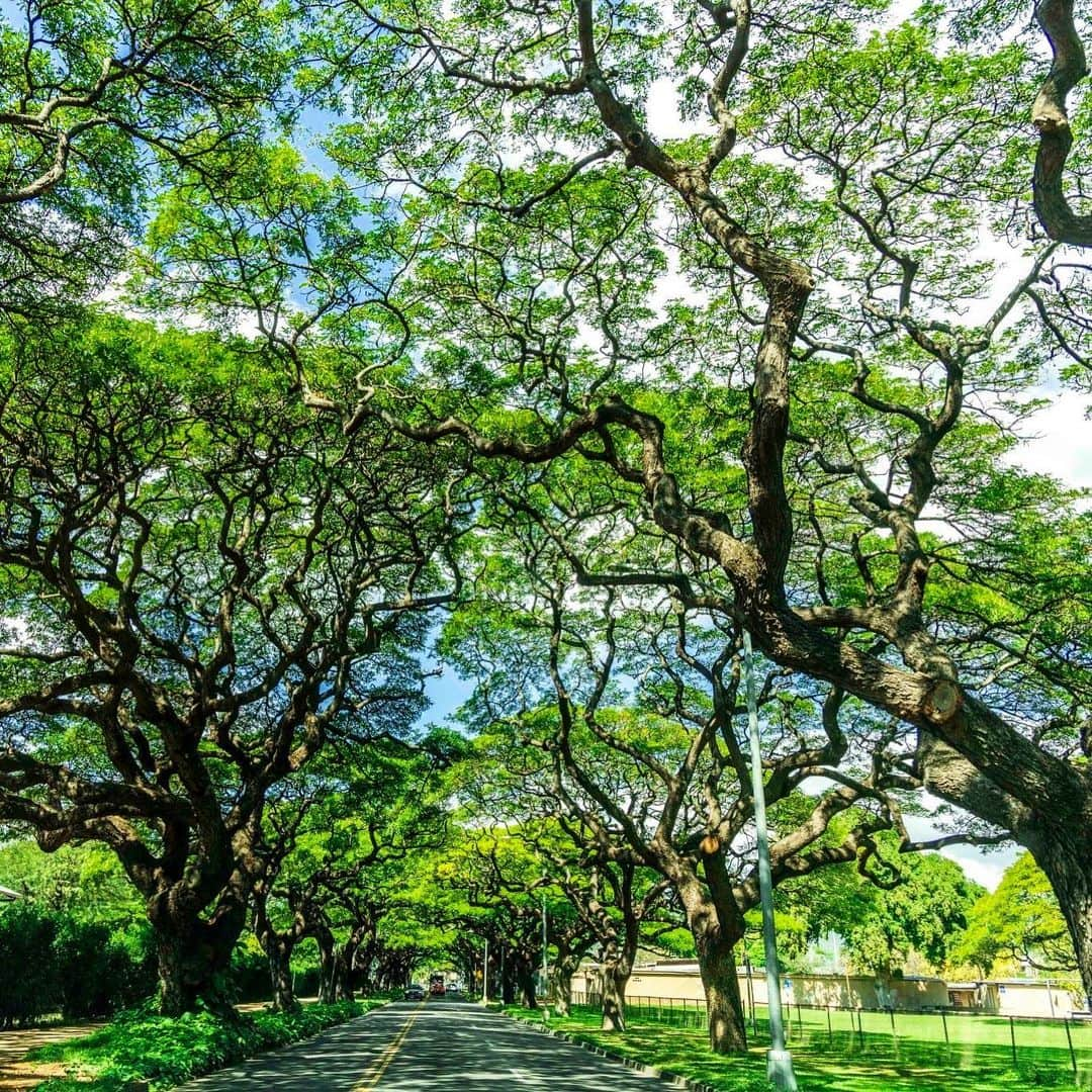 マキ・コニクソンさんのインスタグラム写真 - (マキ・コニクソンInstagram)「ツリートンネルからおはよ🌳  ここはどこか分かりますか？ 正解はホノルル動物園の裏側にあるPaki Aveです。私はこの道が大好き！道の両側にある木の枝の葉が重なって木のトンネルみたいになってるの。だから勝手に”Tree Tunnel” と呼んでます！😄  時間帯によっては木漏れ日が とっても綺麗です！ ここを通ると清々しい気分になるの。 私の中でのパワースポットのひとつ！ おまけに左側にはキリン🦒の小屋があるから時々キリンの親子が見れます！🦒🦒  ハワイに来たらお散歩がてら是非この道を通ってMonsarrat Aveを通ってダイアモンドヘッドまで行ってみてください！ またはツリートンネルを通ってから カピオラニ公園に行って ピクニックするのも良いね！  ハワイのお勧めスポットです！😊  #エアハワイ🌺  #ハワイのおすそ分け🤙🏼  #ツリートンネル #Treetunnel #paki Ave」2月10日 6時50分 - makikonikson