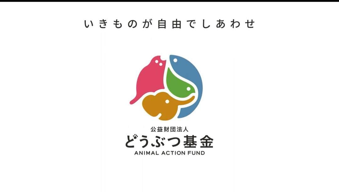 木村文紀さんのインスタグラム写真 - (木村文紀Instagram)「公益財団法人どうぶつ基金に、昨シーズンの打点に応じて寄付させて頂きました。 僕自身が猫を飼い始めたことをきっかけに、捨てられたり殺処分される動物がたくさんいることを知り、現状を変えるために協力できればと思っています。 そのためにも、今シーズンは昨年以上に打点をあげられるよう頑張ります！  ＊どうぶつ基金ピース✌️らしいです。 リモート会議の時に撮らせていただきました。  #公益財団法人どうぶつ基金  #犬 #猫 #動物 #木村文紀」2月10日 13時30分 - fumikazu_kimura9