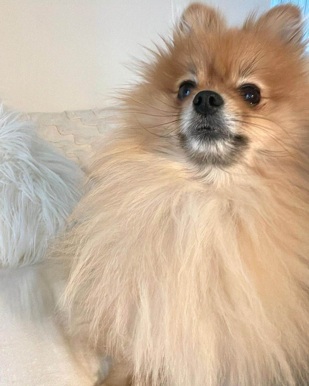 のインスタグラム：「もじゃもじゃ   #ポメラニアン  #ポメラニアンが世界一可愛い」